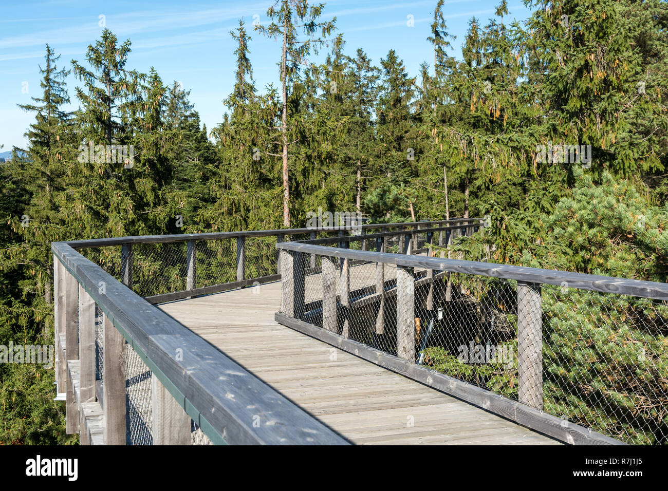 Autunno a piedi sul percorso attraverso tree corone vicino a Lipno nella Selva Boema parco nazionale in Repubblica Ceca Foto Stock