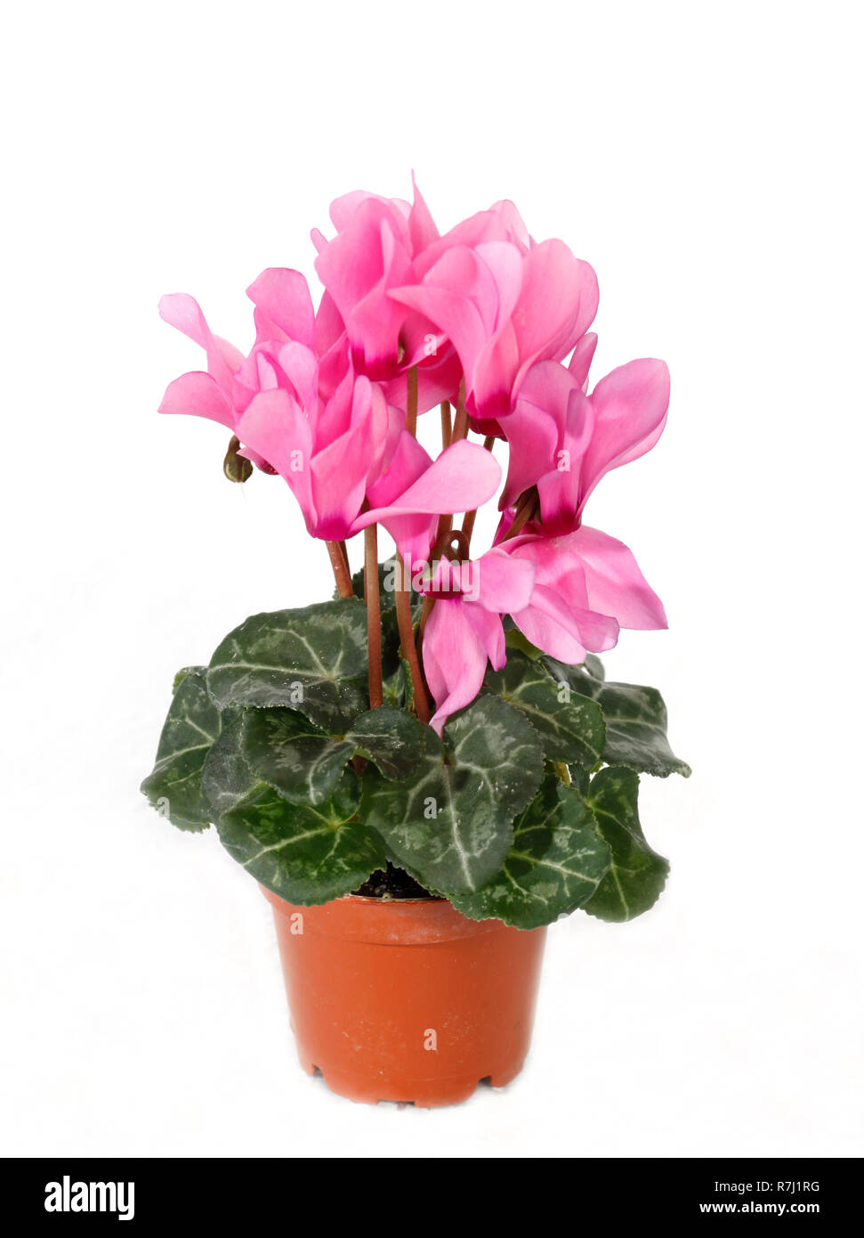 Cyclamen persicum, il persiano ciclamino, è una specie di fioritura piante erbacee perenni impianto Foto Stock