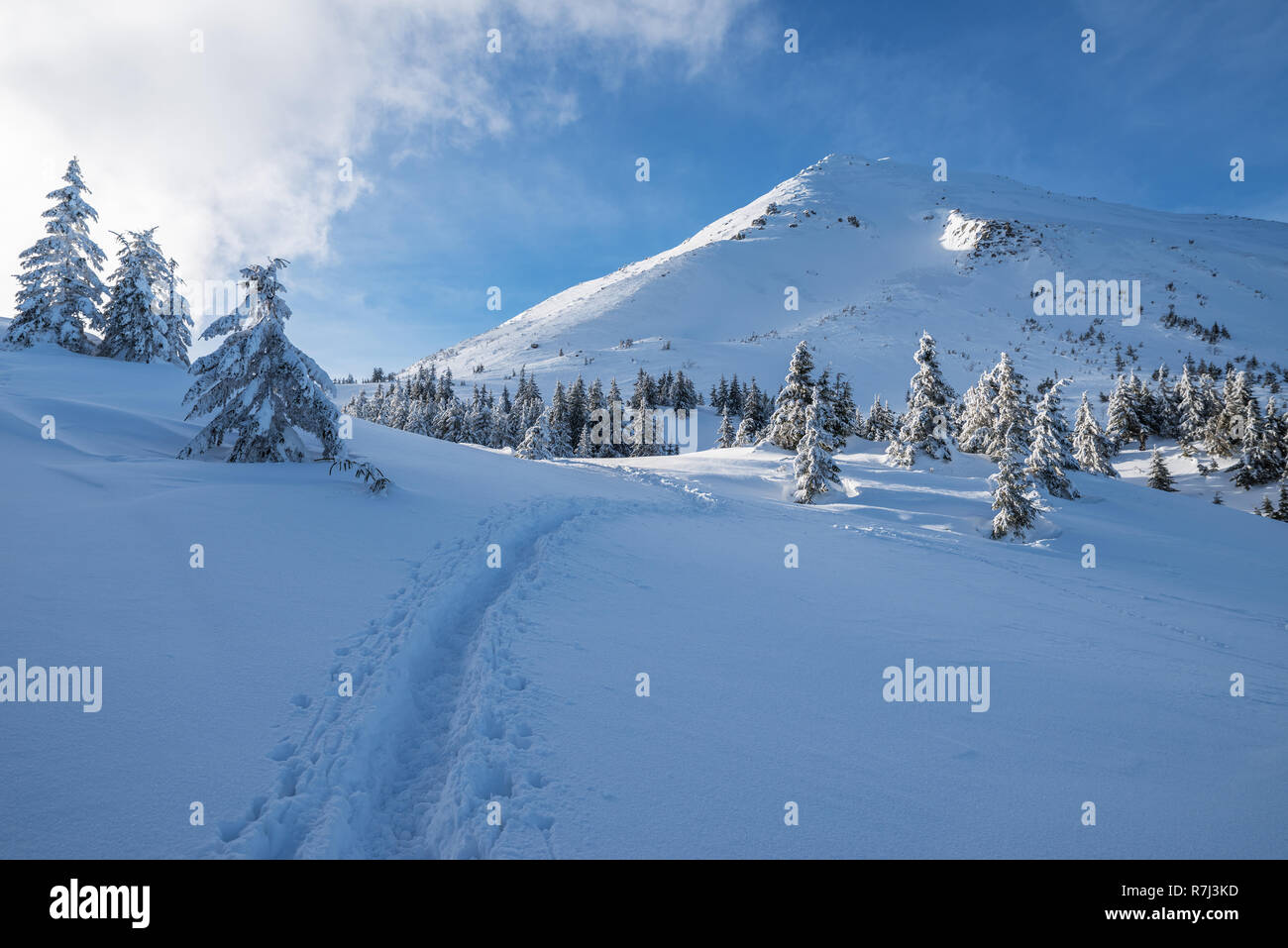 Incantevole paesaggio invernale delle montagne dei Carpazi. Petros picco coperto di neve. Foto Stock