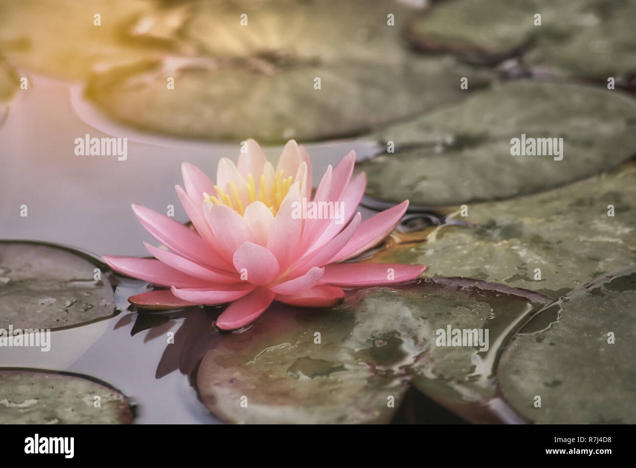 Una bellissima Ninfea rosa o fiore di loto Foto Stock