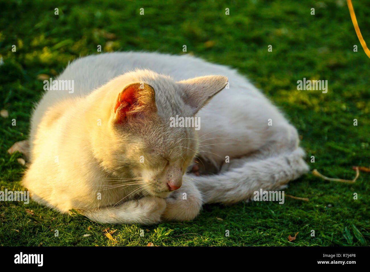 Bianco gatto domestico dorme sul prato verde Foto Stock