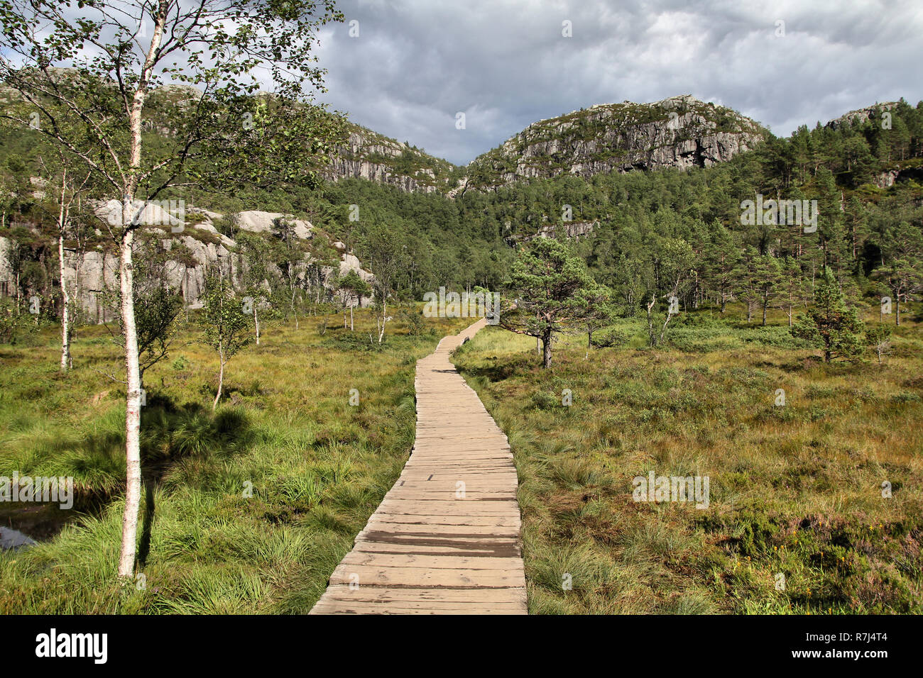 Norvegia, Rogaland county. Sentiero per famoso Prekestolen. Il Boardwalk in una palude. Foto Stock