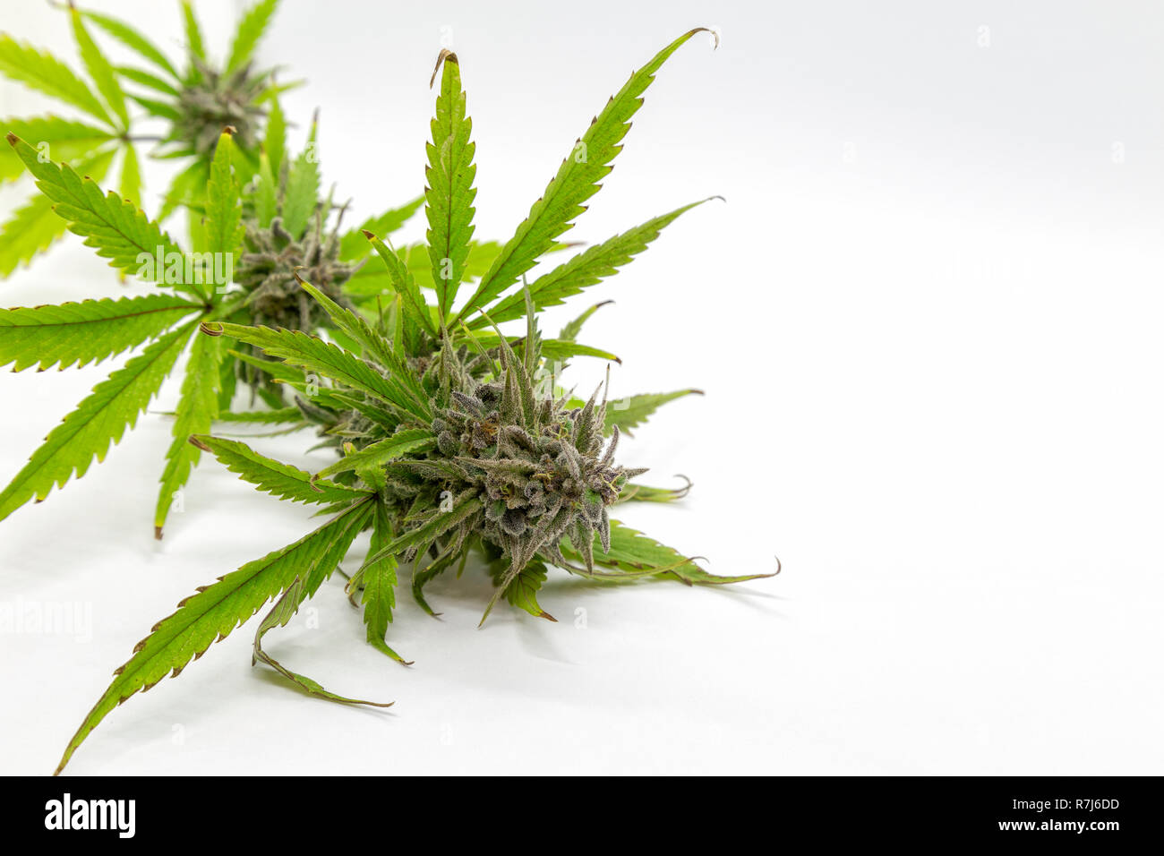 Vista di una bacca non tagliata bianco ceppo di marijuana. Foto Stock