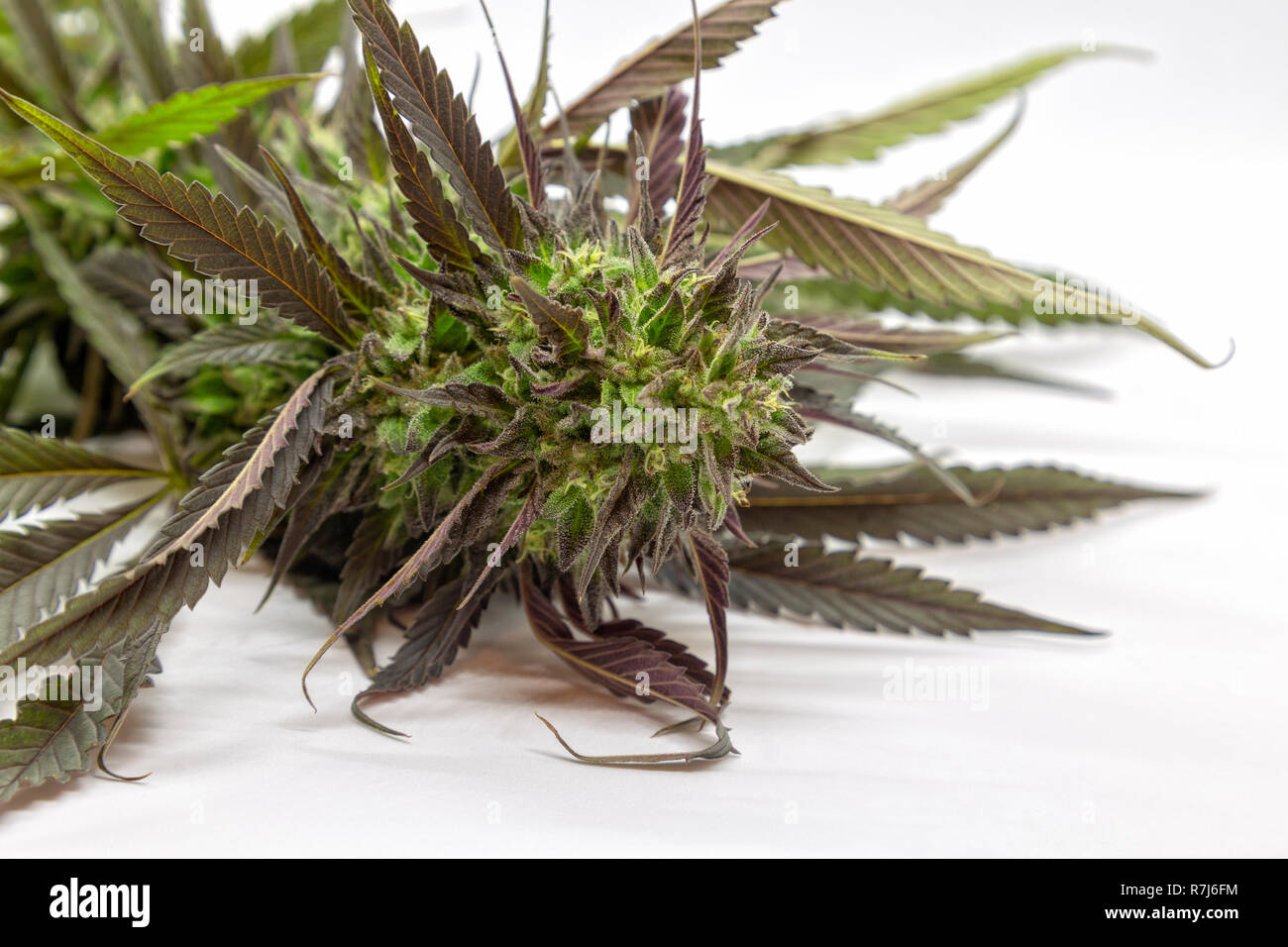 Nero non tagliata Lotus Kush dopo il raccolto. Foto Stock