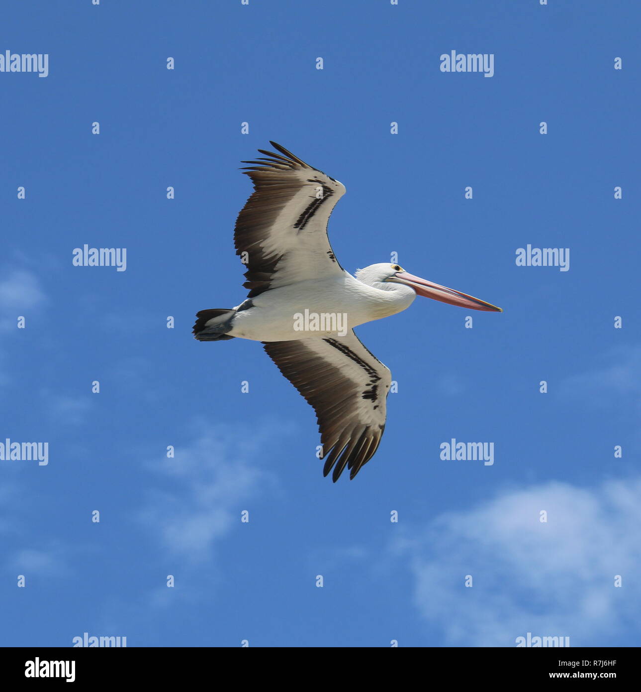 Pelican in volo Foto Stock