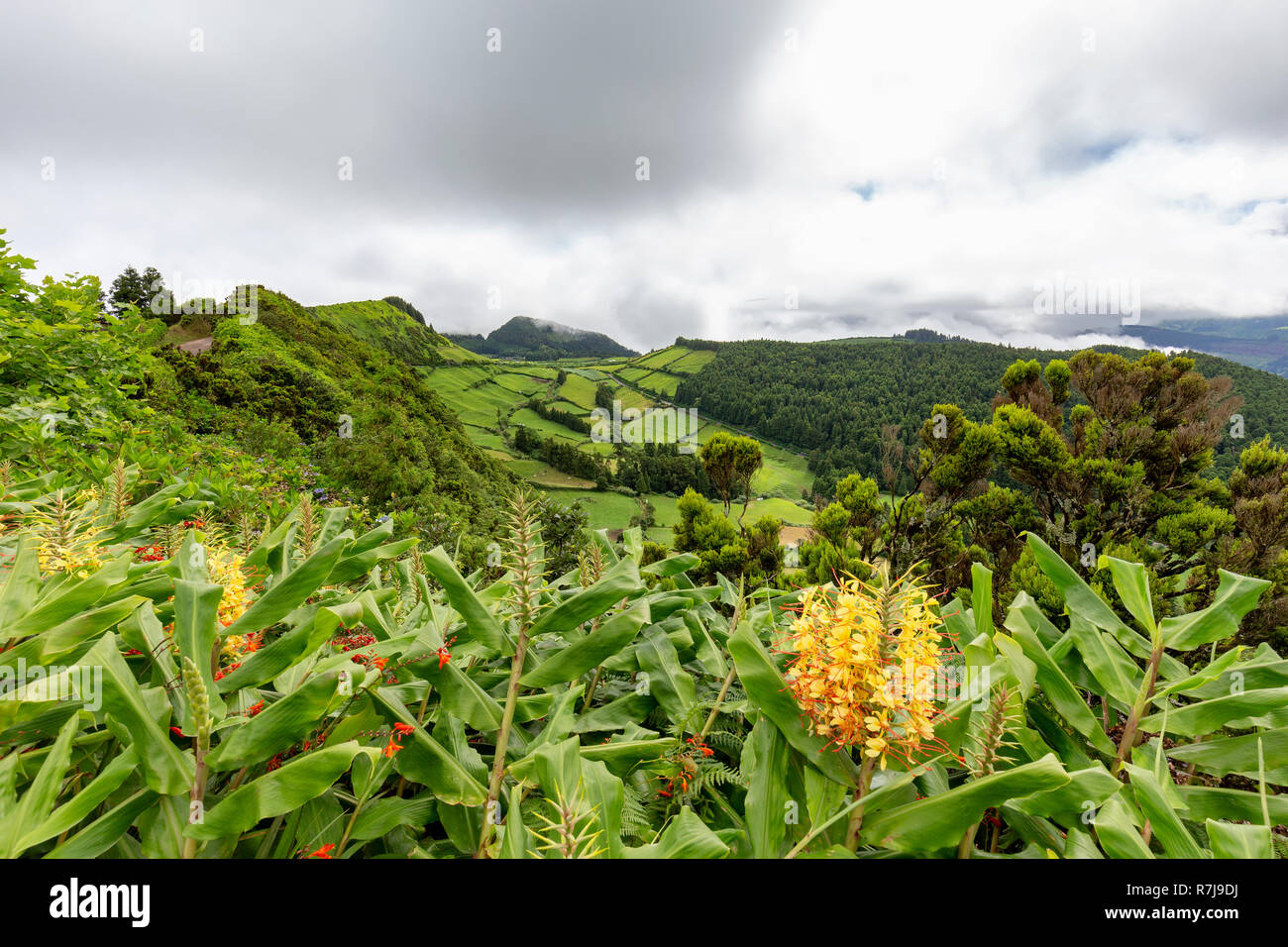 Pascoli e piante tropicali sul bordo delle Sete Cidades caldera Sao Miguel. Foto Stock