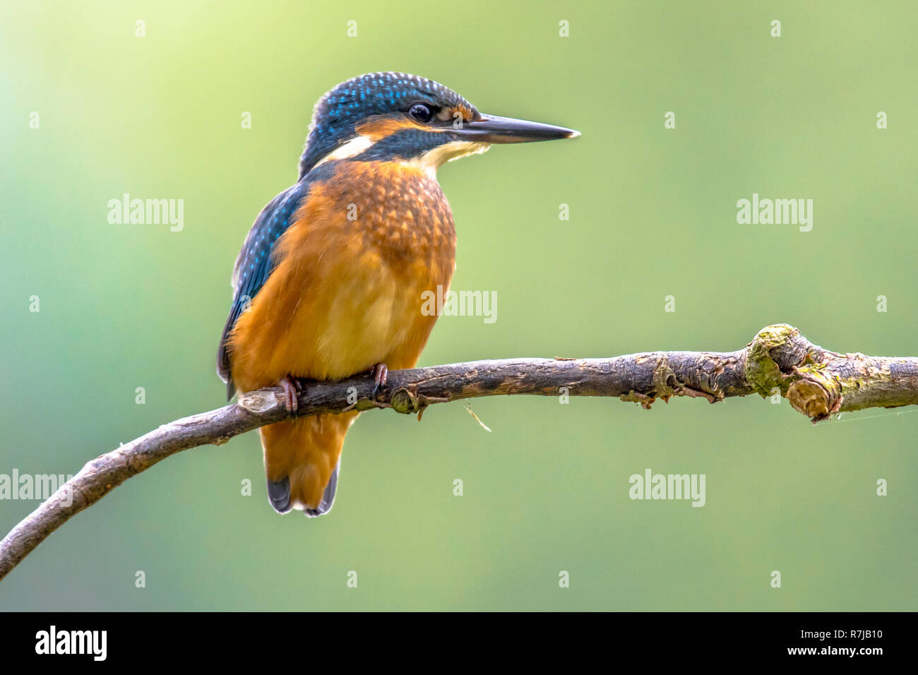 Eurasian kingfisher (Alcedo atthis) è una diffusa piccola kingfisher con distribuzione in tutta Europa, Asia e Africa del Nord. È residente in gran parte di Foto Stock