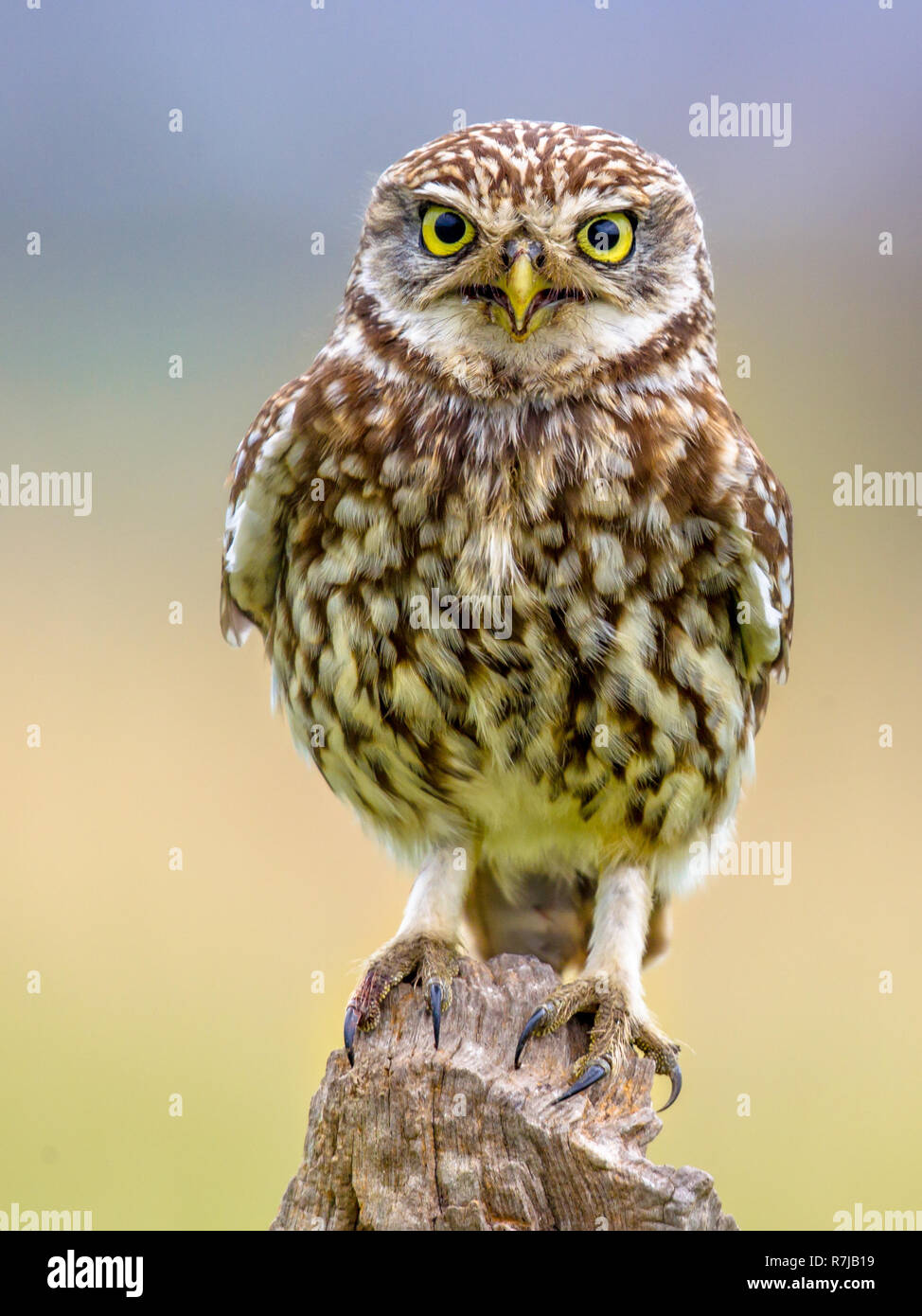 Civetta (Athene noctua) uccello notturno appollaiato sul registro con sfondo luminoso e guardando la fotocamera Foto Stock