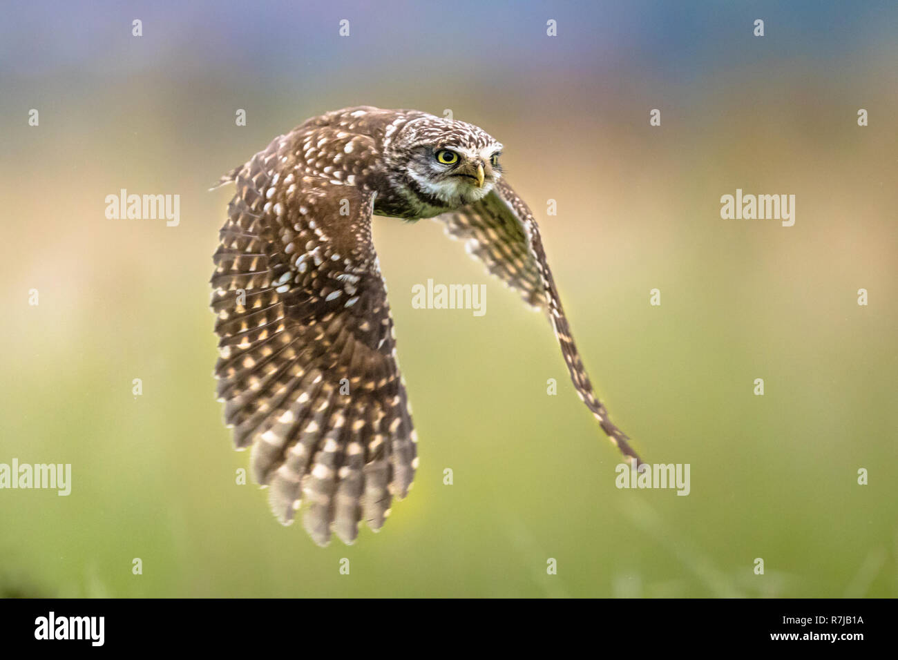 Civetta (Athene noctua) uccello notturno battenti all'alba a caccia di prede sulla campagna belga delle Fiandre Foto Stock