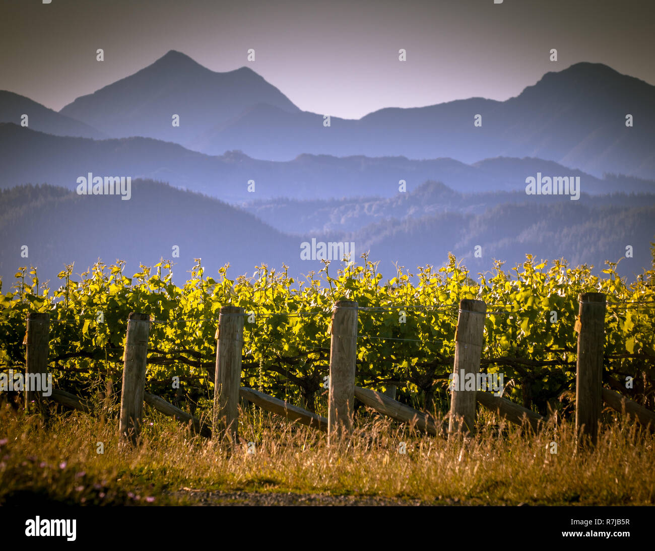 Vista della vigna e Misty Mountains sullo sfondo al tramonto nella regione di Marlborough Nuova Zelanda Foto Stock