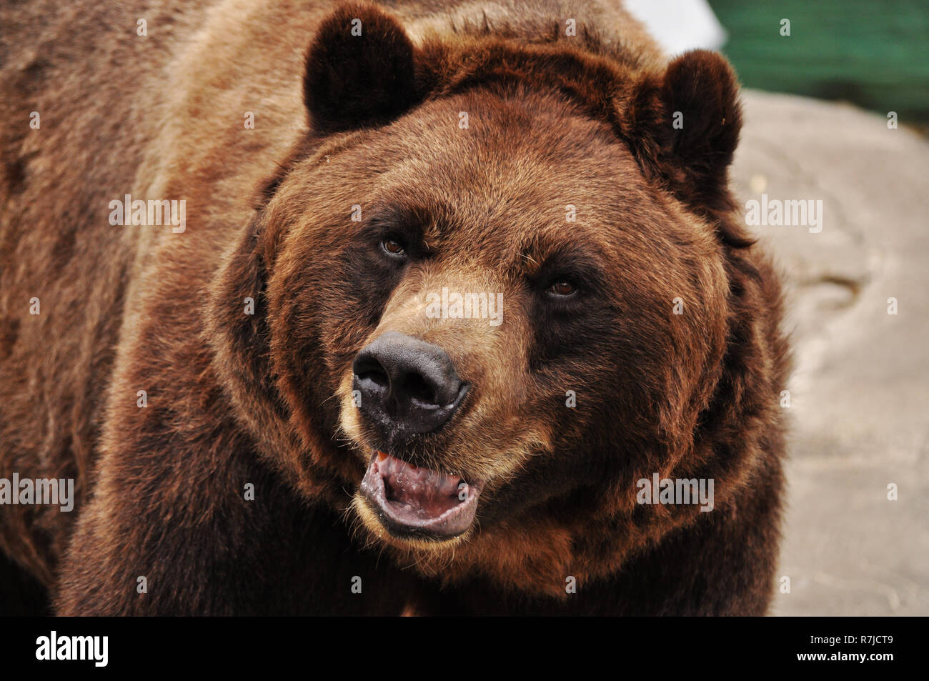 Arrabbiato bruno Orso grizzly Foto Stock