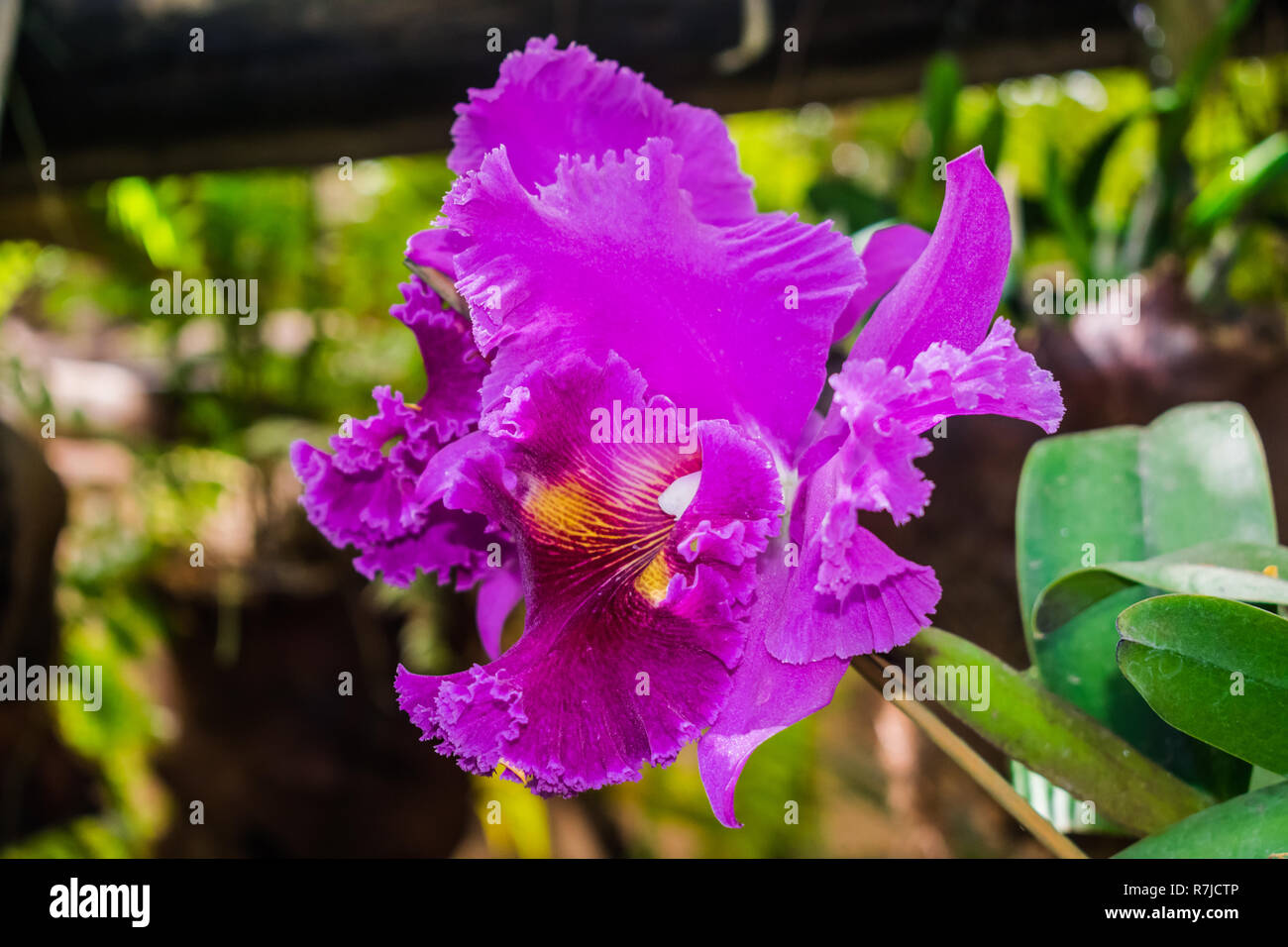 Cattleya hybrid orchid, con la giungla vegetazione sullo sfondo Foto Stock