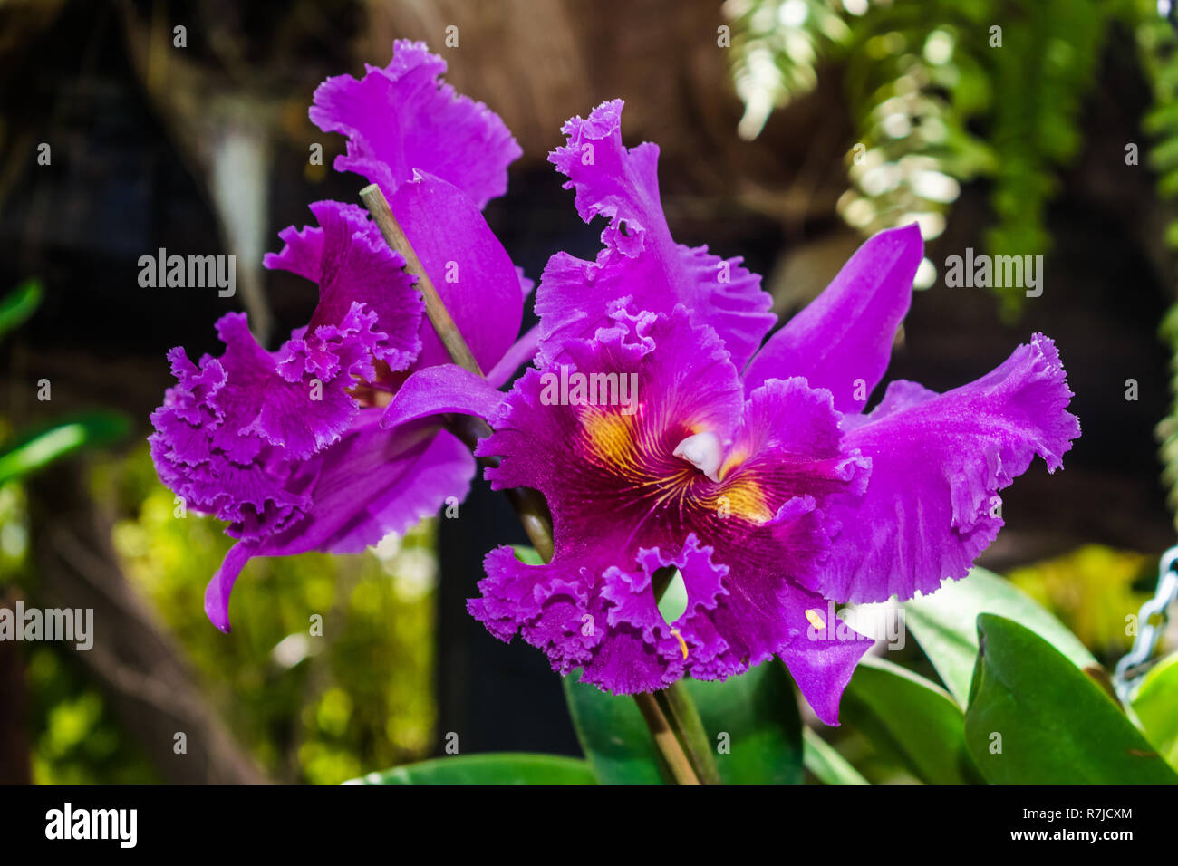 Cattleya hybrid orchid, con la giungla vegetazione sullo sfondo Foto Stock