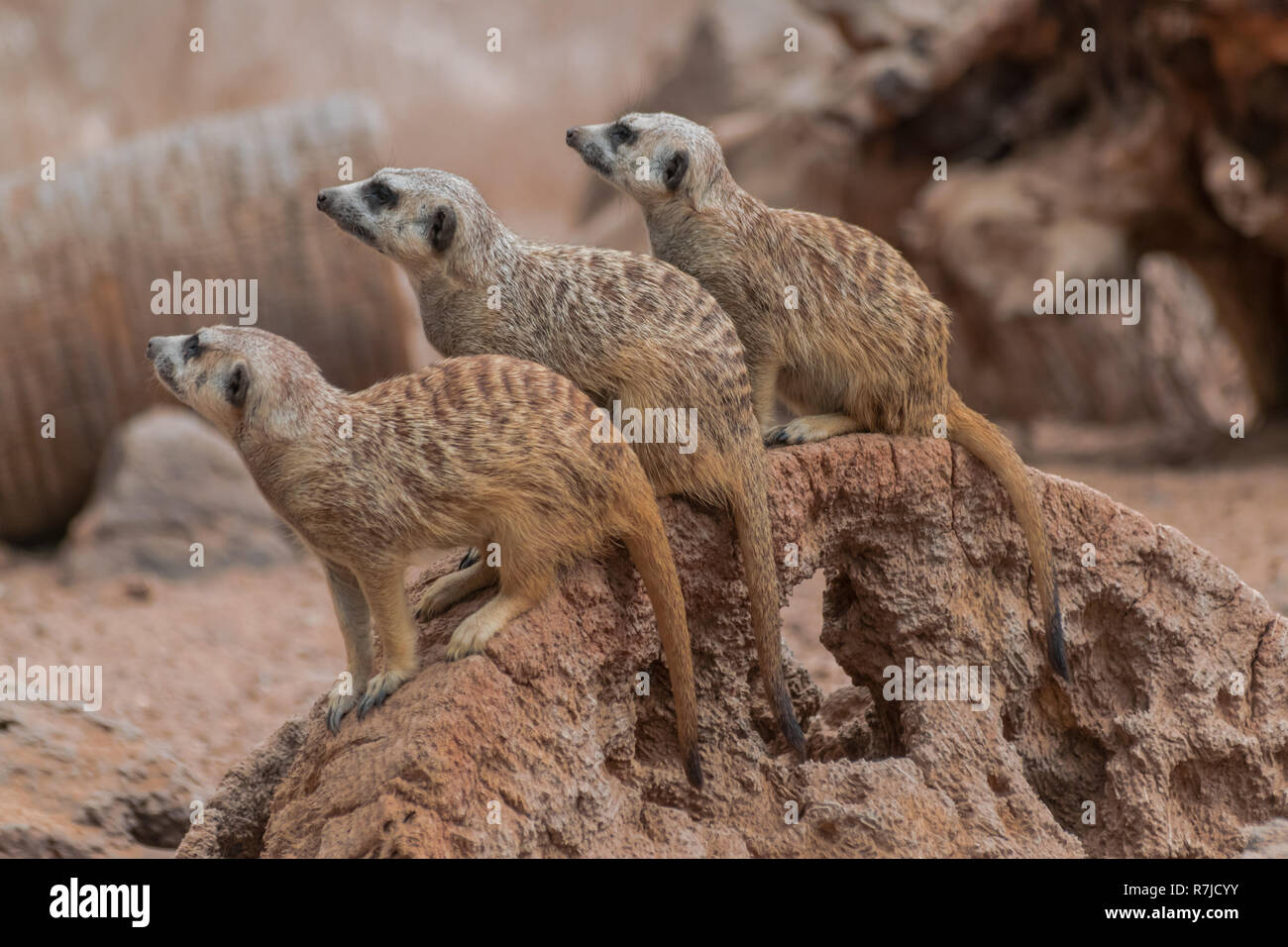 Tre Meerkats (suricata suricatta) seduti sulla superficie rocciosa Foto Stock