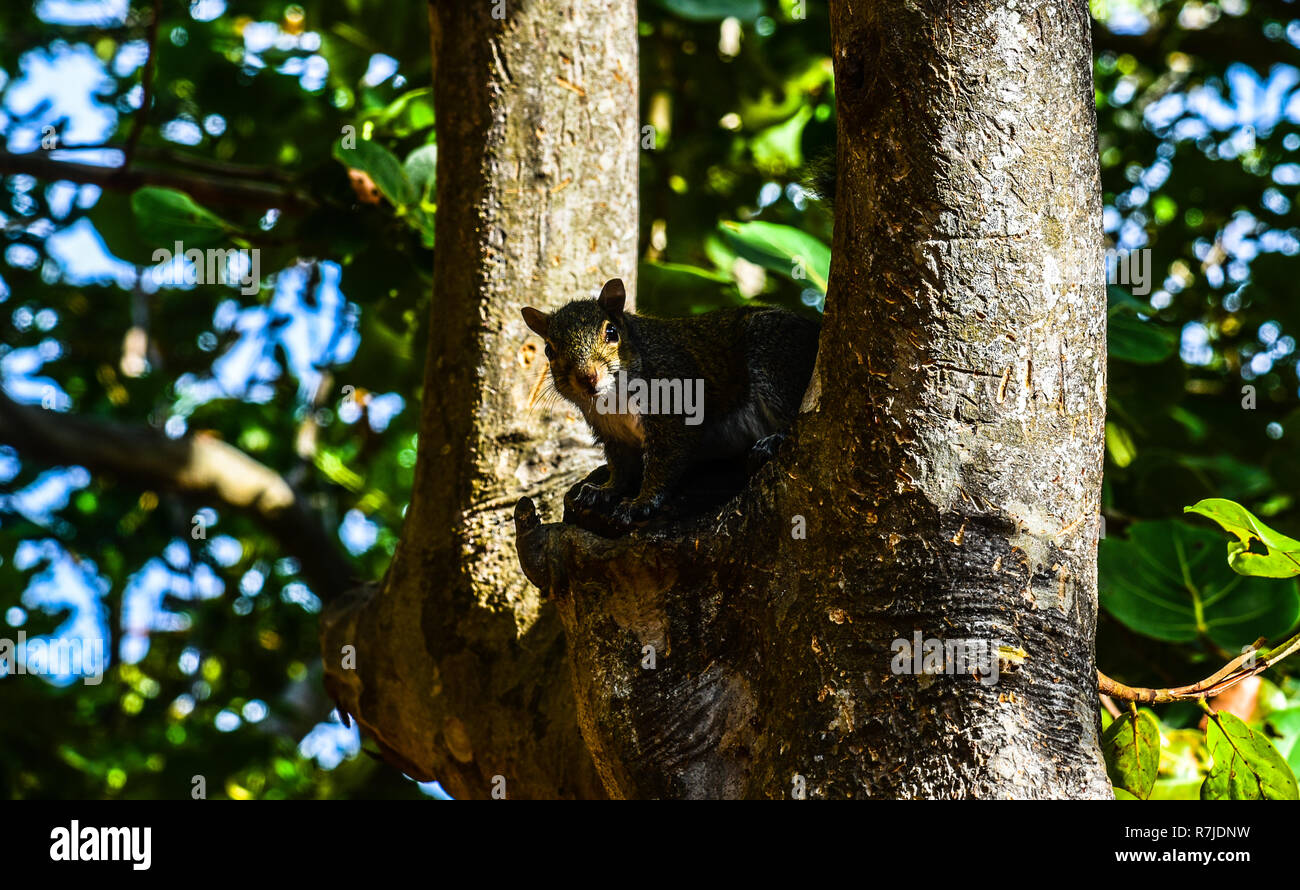 Lo scoiattolo sulla struttura ad albero Foto Stock