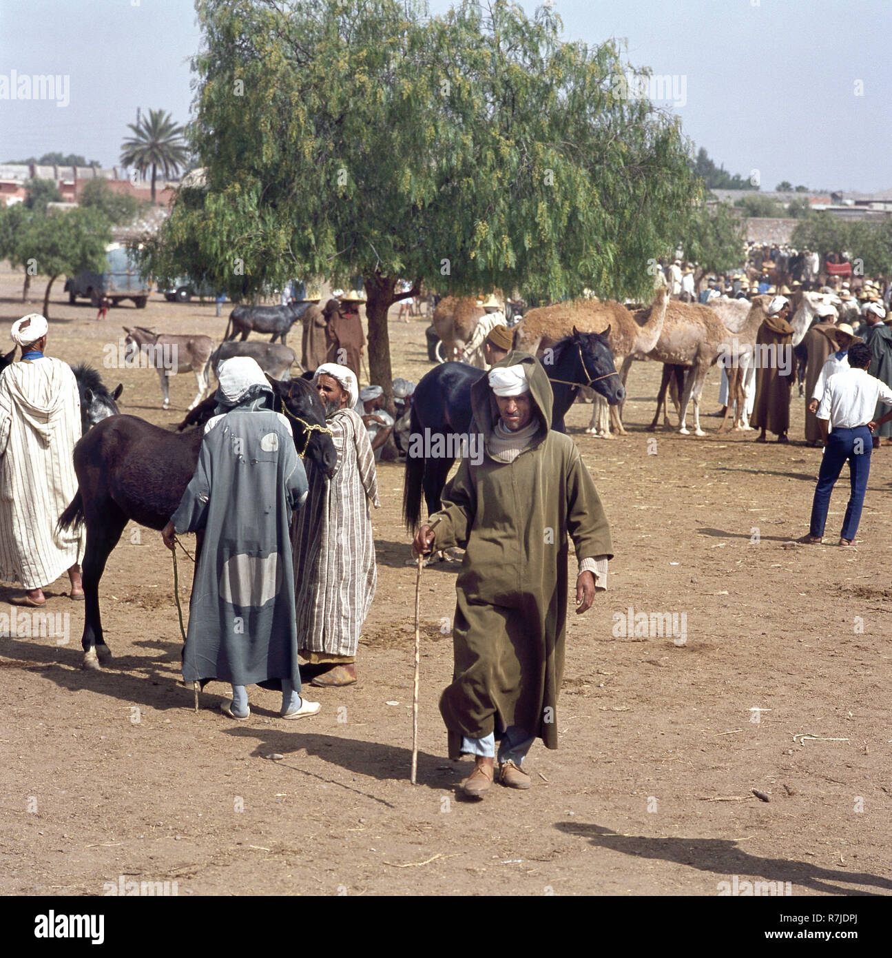 Tafilalet, Morocco-July 11, 2014: mercato del bestiame dove gli asini,cavalli,i cammelli e dromedari sono venduti Foto Stock