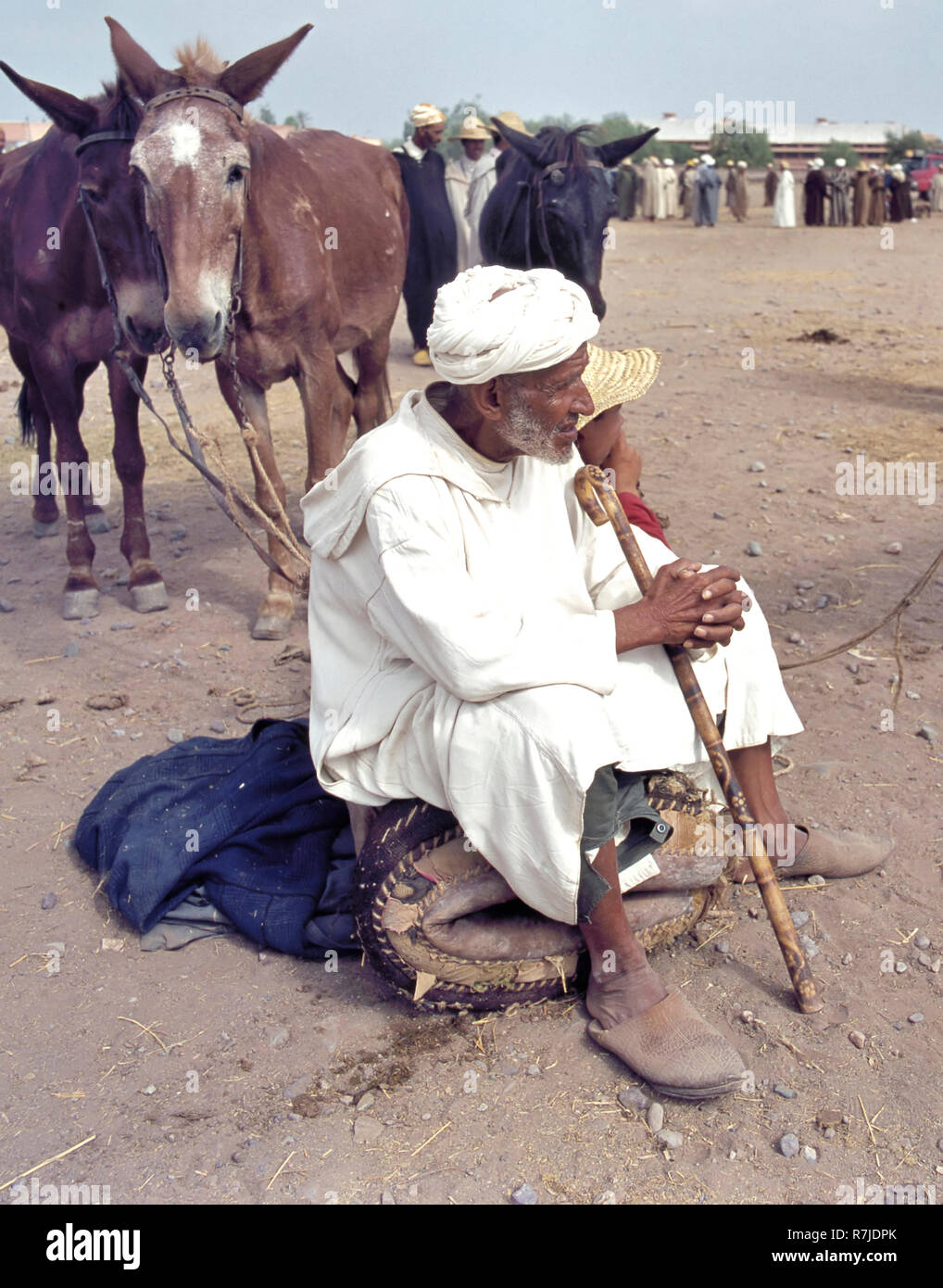 Tafilalet, Morocco-July 11, 2014: mercato del bestiame dove gli asini,cavalli,i cammelli e dromedari sono venduti Foto Stock
