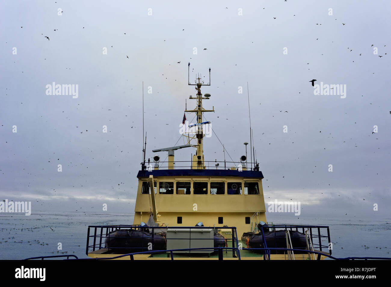 Gregge di Thick-fatturati Murres (Uria lomvia) o Brunnich's guillemots sorvolando un expedition nave da crociera, Alkefjellet bird cliff, Hinlopen Strait, Sp Foto Stock