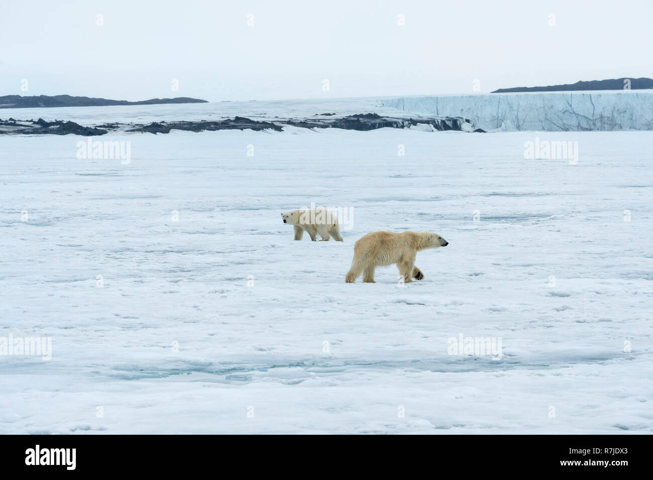 Due orsi polari, adulti e giovani, girando in circoli e rispettando ogni altra, arcipelago delle Svalbard, Norvegia Foto Stock