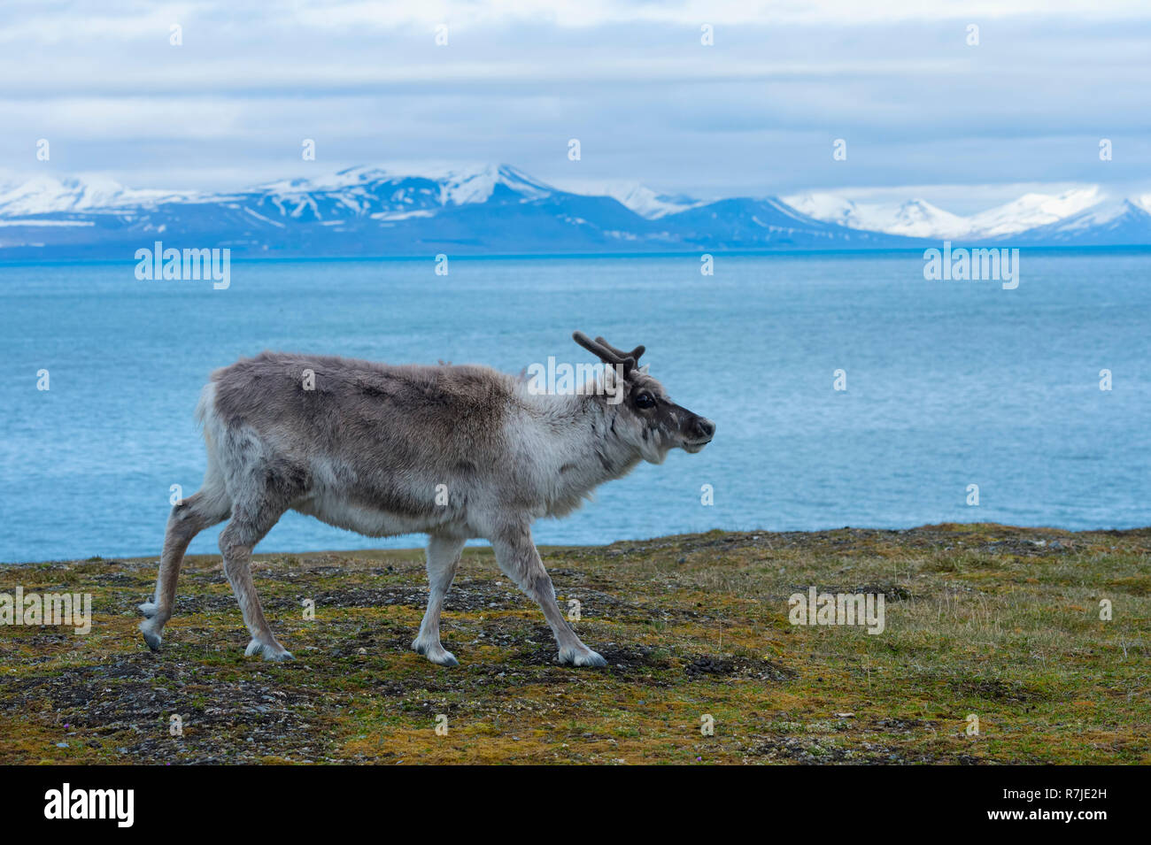 Renna delle Svalbard (Rangifer tarandus platyrhynchus) nel toundra, isola Spitsbergen, arcipelago delle Svalbard, Norvegia Foto Stock