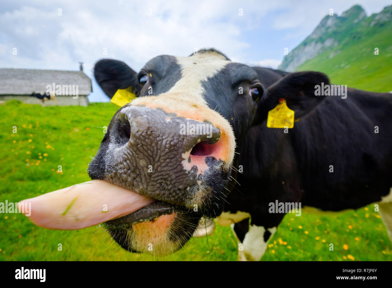 Divertente ritratto di una vacca muso close-up su un prato alpino Foto Stock