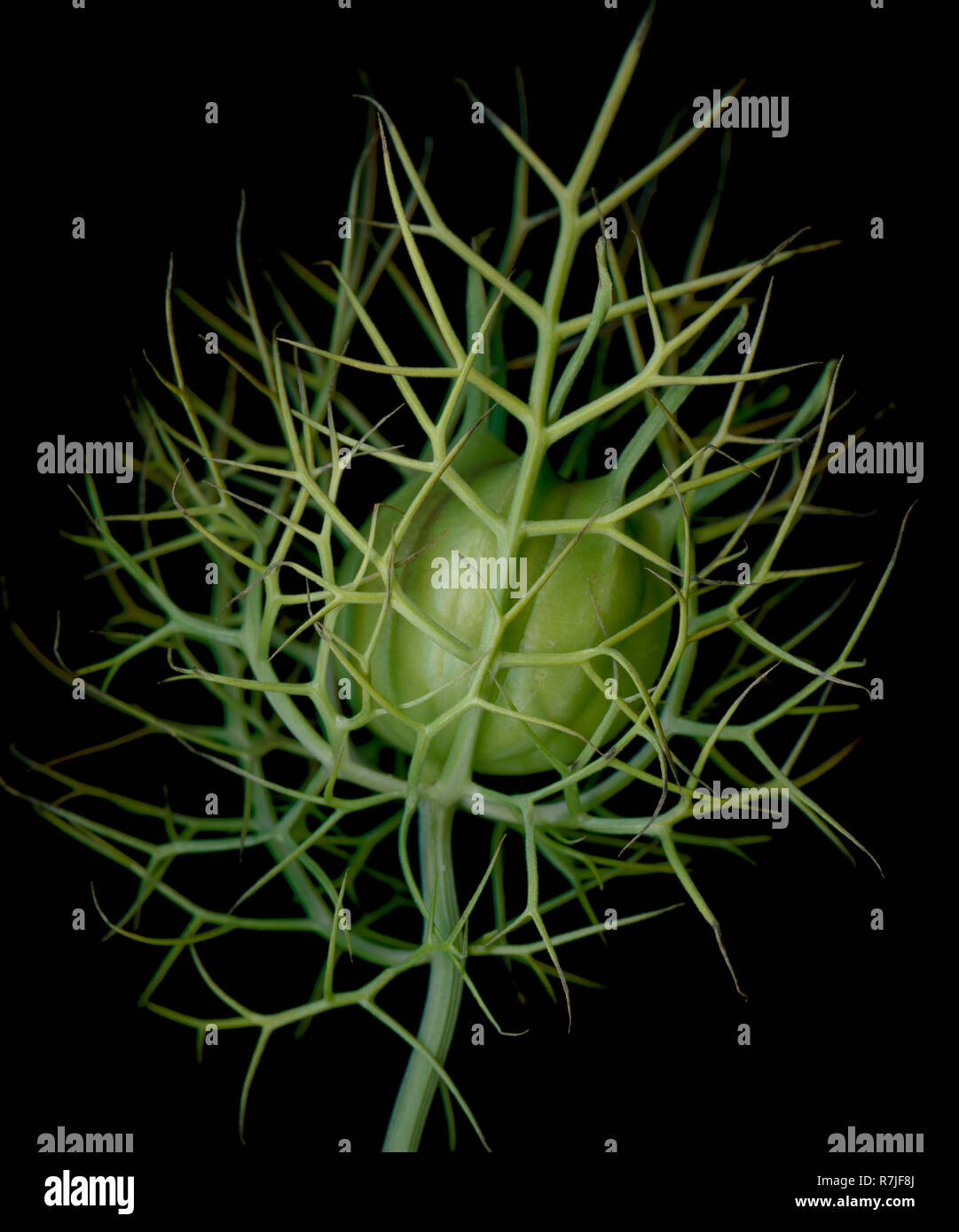 Il seme ornamentali capsula di Nigella damascena, una folta specie annuale comunemente noto come Love-In-A-MIST Foto Stock