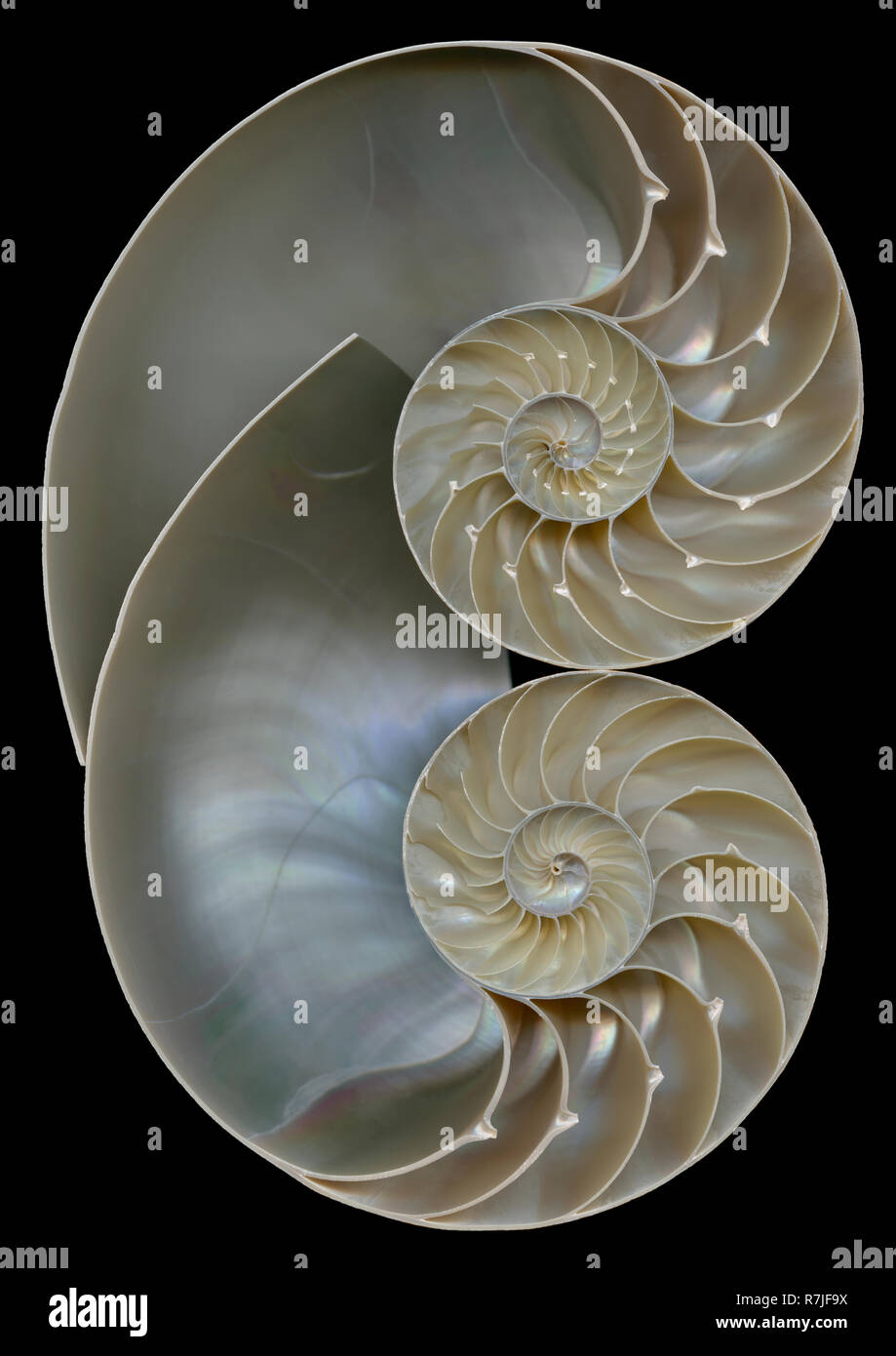 Un gruppo nautilus shell che mostra la camerae in spirali logaritmica Foto Stock