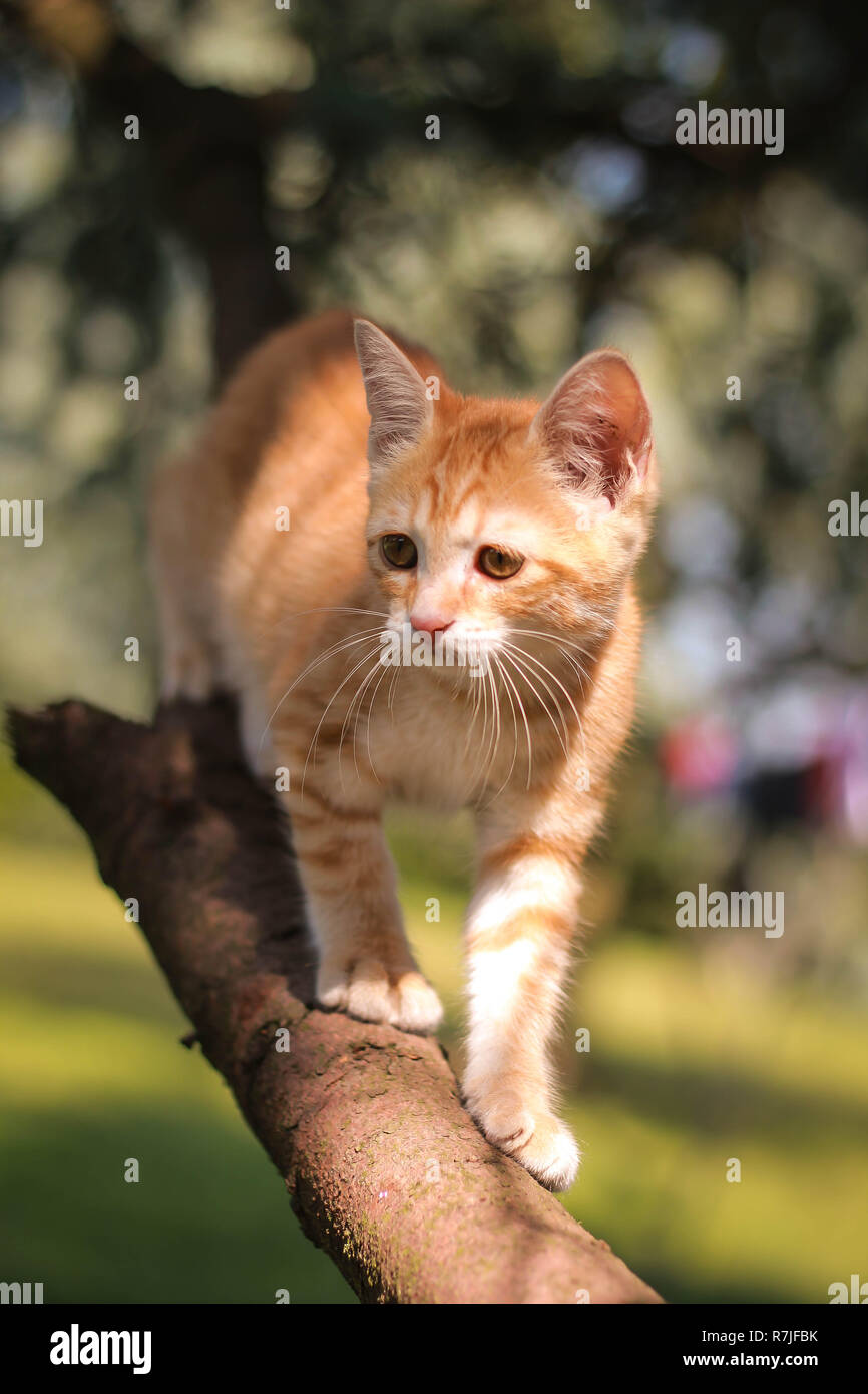 Gatto nell'albero Foto Stock