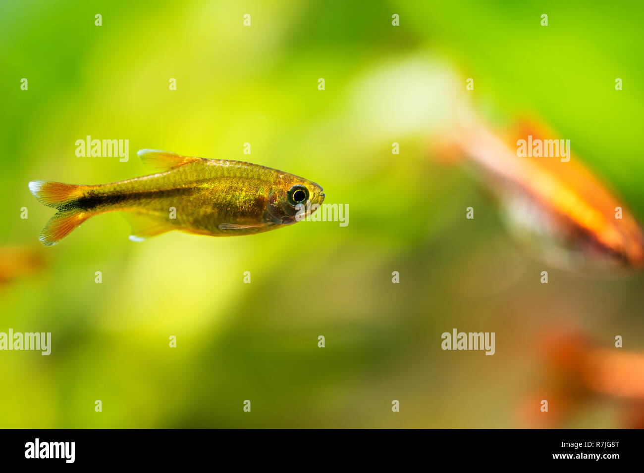 orange tetra fish