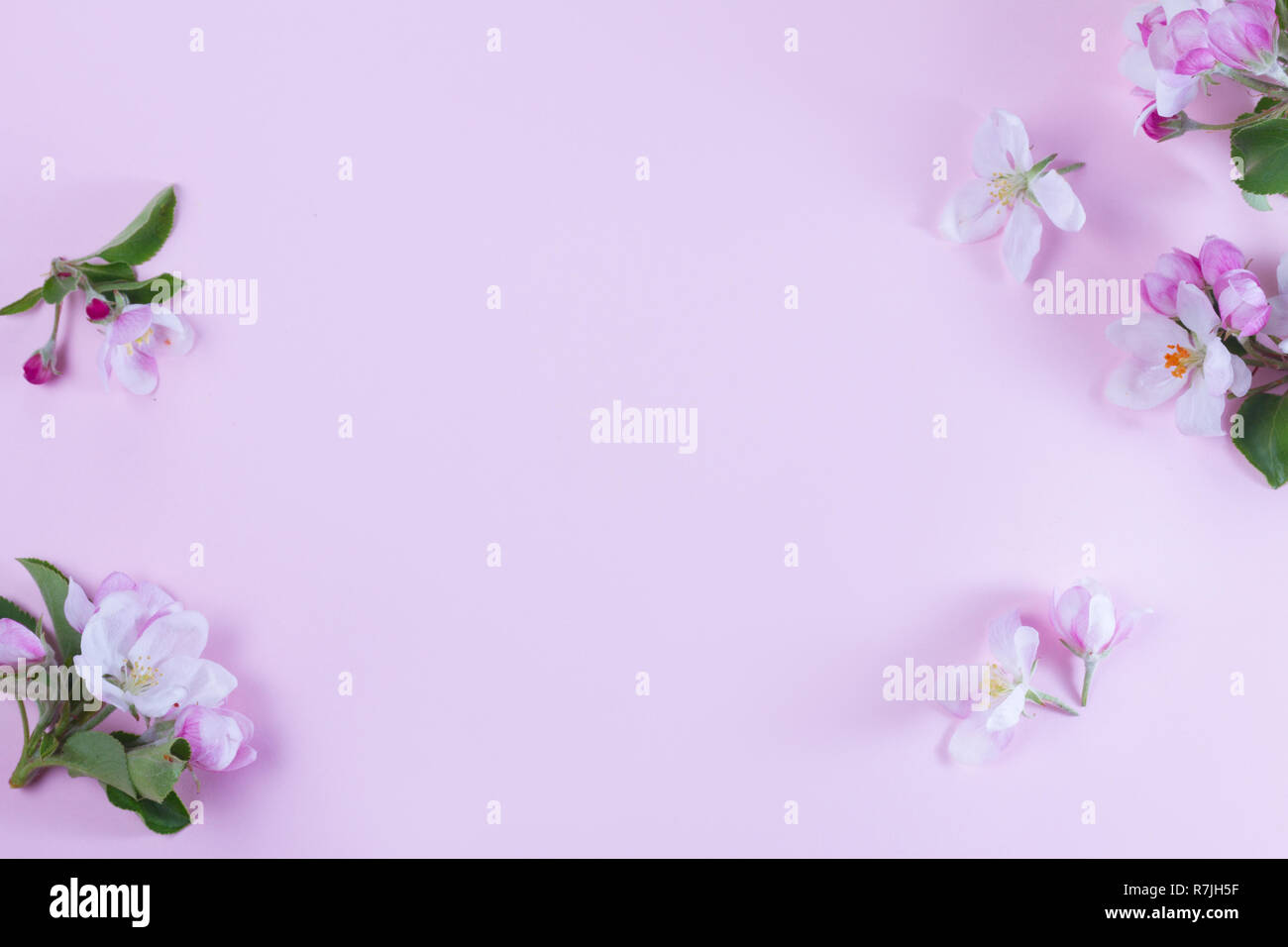 Molla albero di fiori Foto Stock