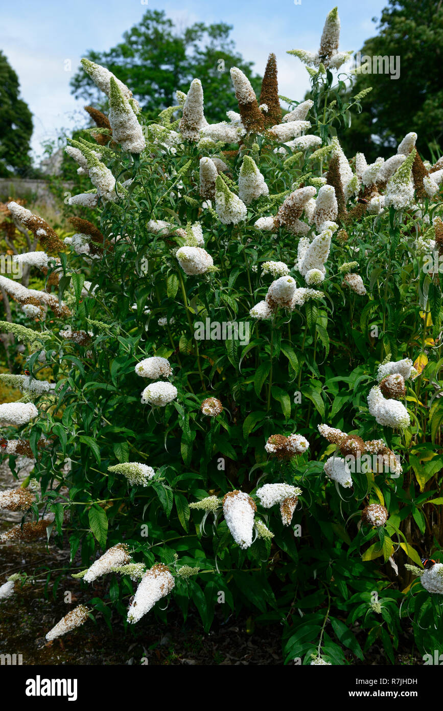 Buddleja davidii White profusione,butterfly bush,fiori,fiore,wildlife,insetto gentile,giardinaggio,RM Floral Foto Stock