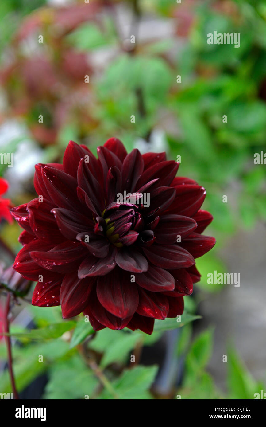 Dahlia Brigitta Alida,scarlatto scuro, quasi nero,dark,fiore,fiori,fioritura,dahlia,dalie,RM  Floral Foto stock - Alamy