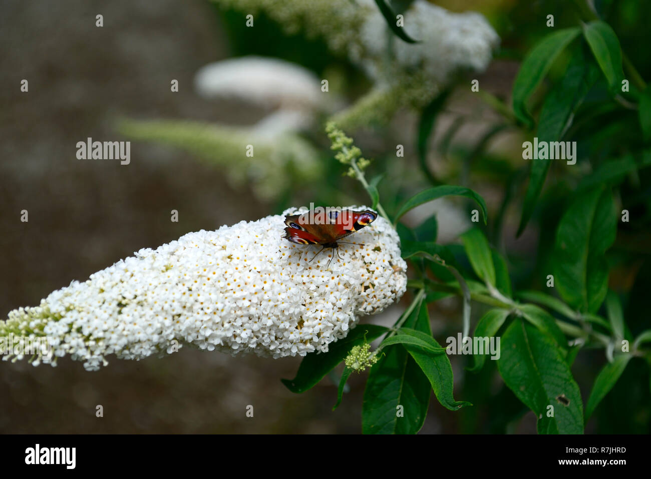 Farfalla pavone,Aglais io,Buddleja davidii White profusione,butterfly bush,fiori,fiore,alimentare,l'alimentazione,nettare,wildlife,insetto gentile,giardinaggio,RM F Foto Stock