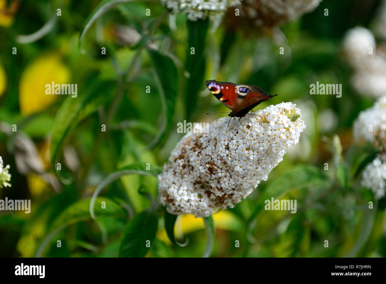 Farfalla pavone,Aglais io,Buddleja davidii White profusione,butterfly bush,fiori,fiore,alimentare,l'alimentazione,nettare,wildlife,insetto gentile,giardinaggio,RM F Foto Stock