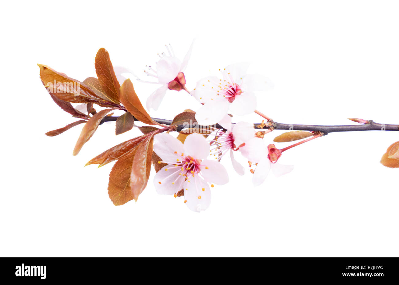 Molla albero di fiori Foto Stock