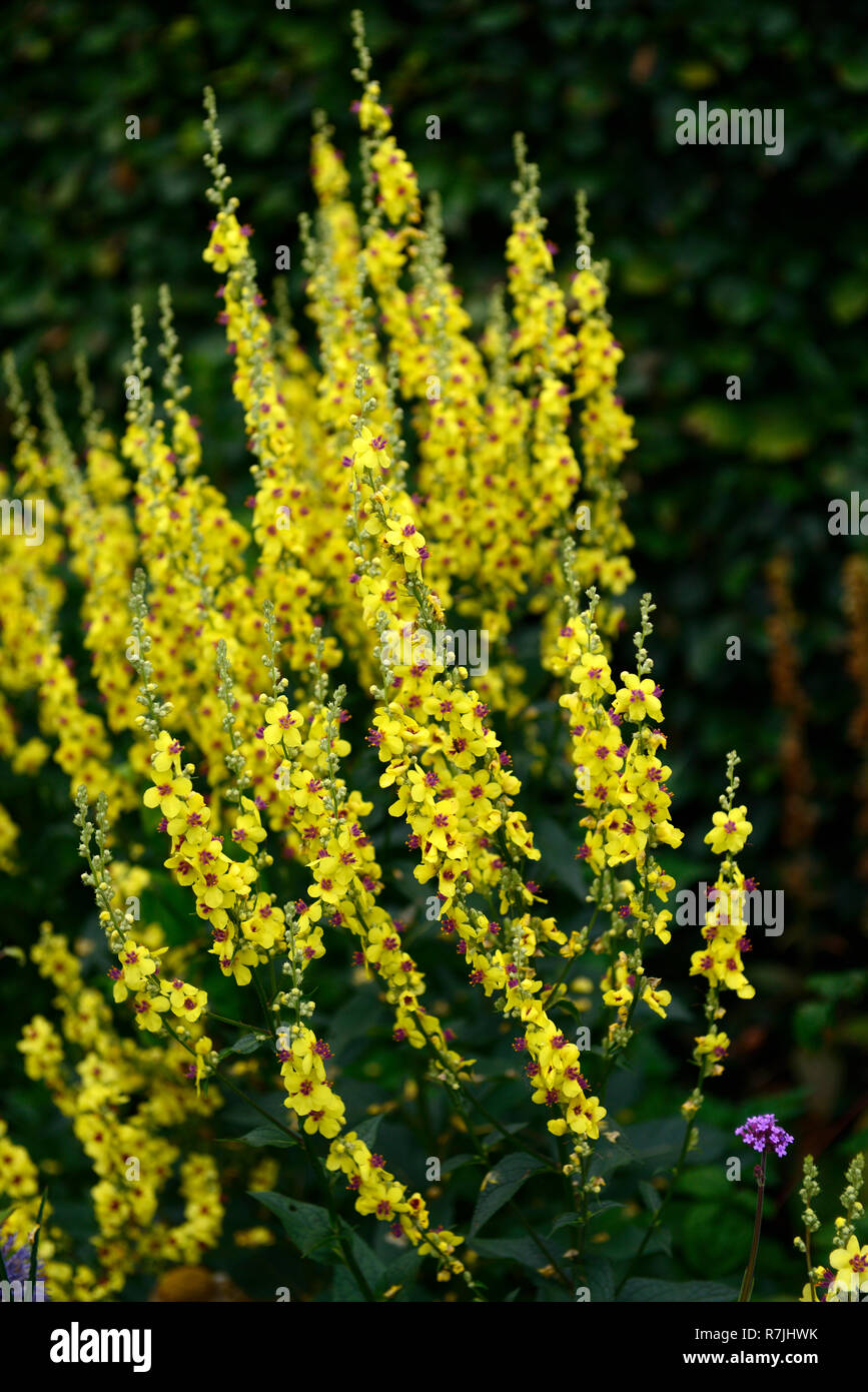 Molène, mullein,mulleins,verbascums,giallo,fiore, fiori,spike,punte,floriferous,RM Floral Foto Stock