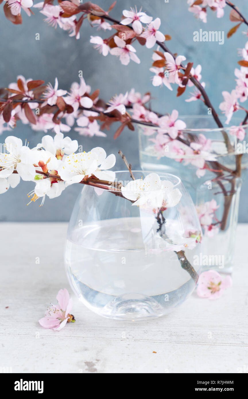 Molla albero di fiori Foto Stock