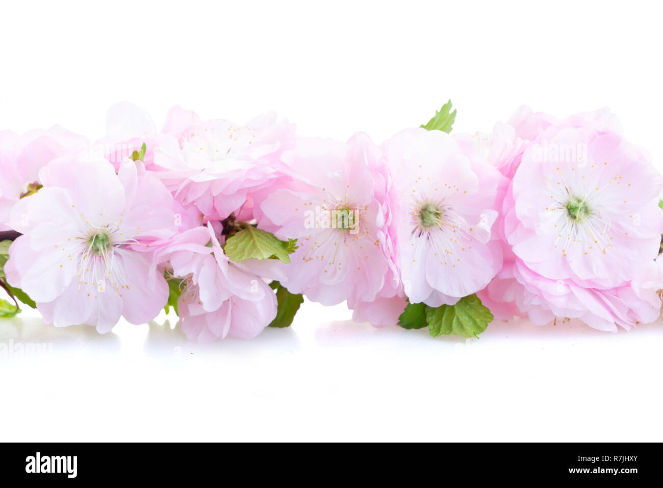 Molla albero di fiori Foto Stock