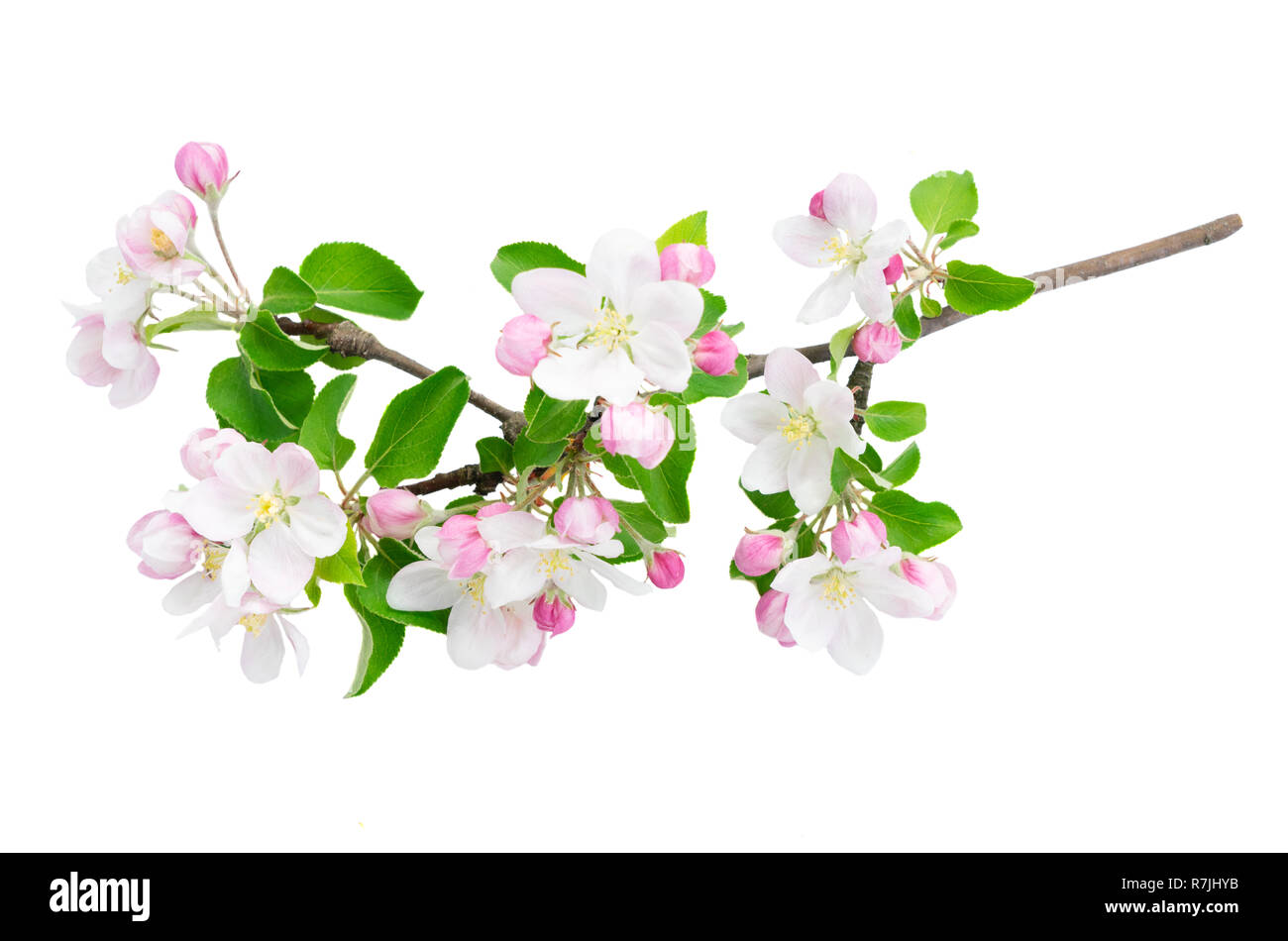 Molla albero di fiori Foto Stock