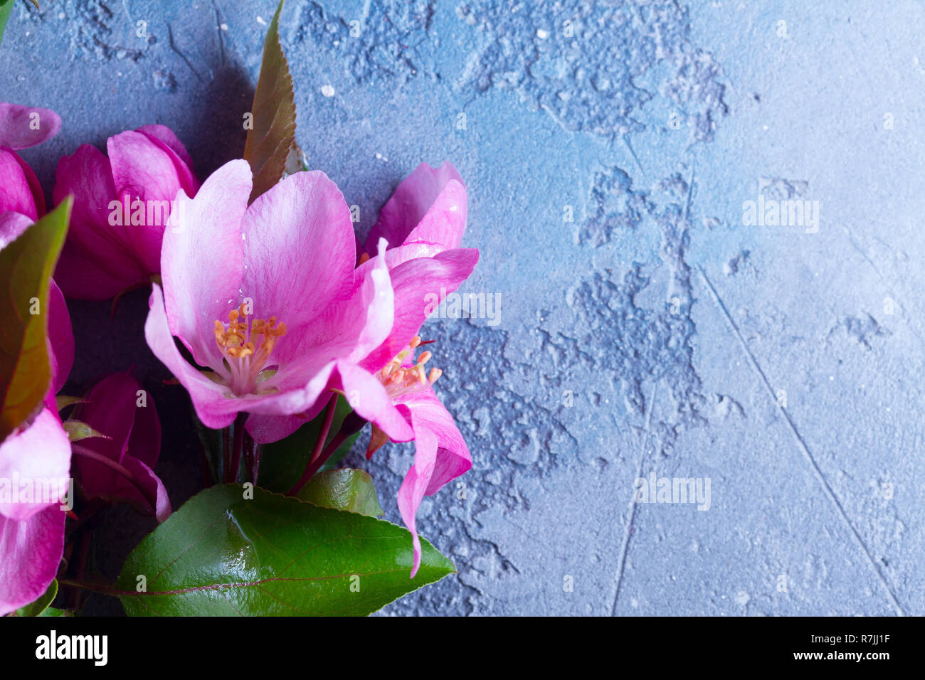 Molla albero di fiori Foto Stock