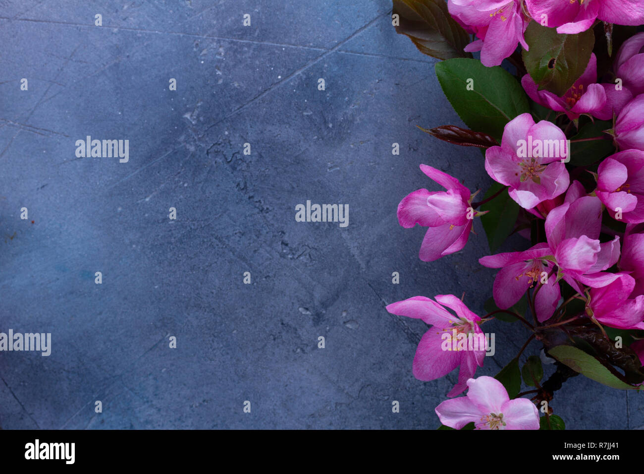 Molla albero di fiori Foto Stock