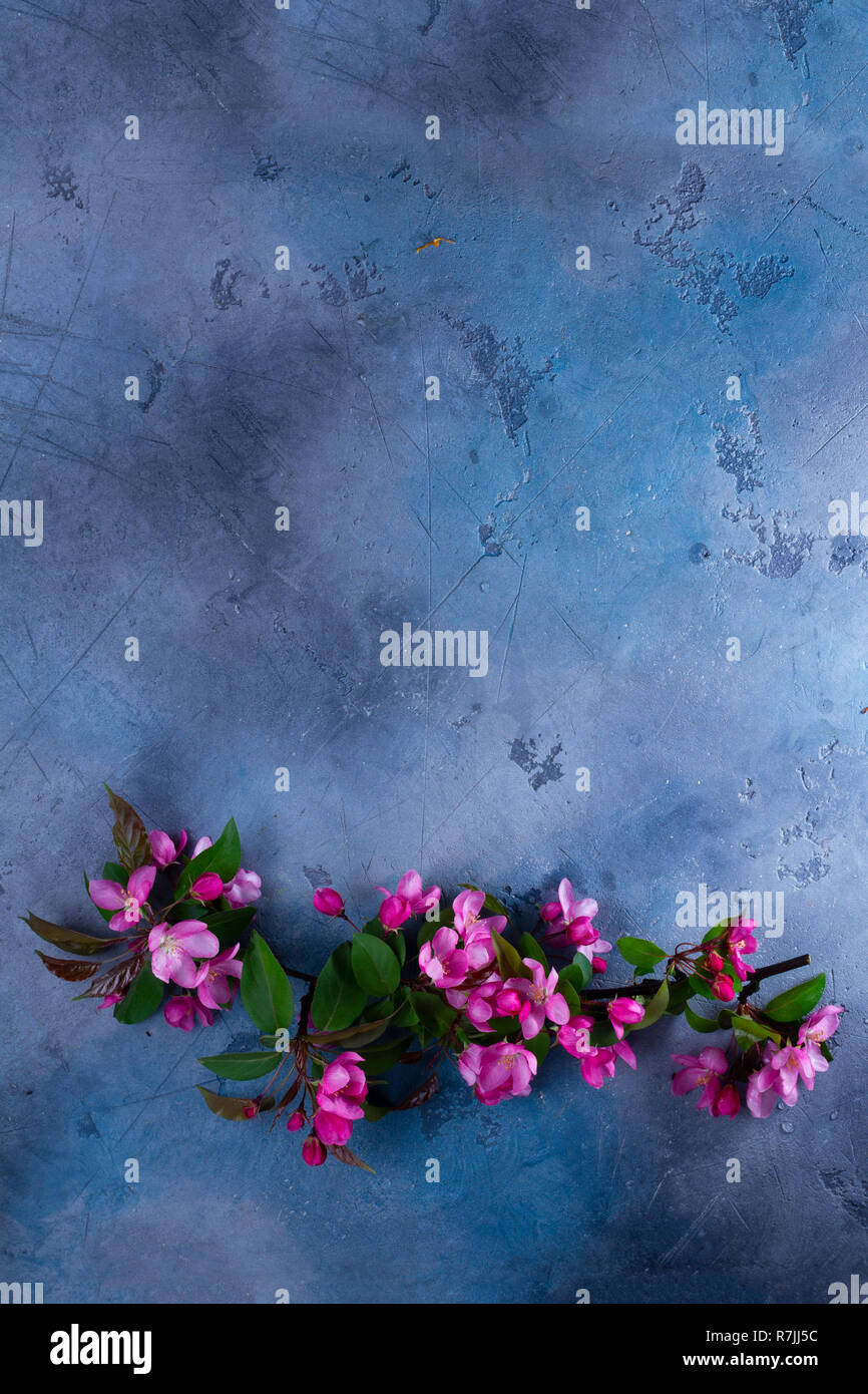 Molla albero di fiori Foto Stock