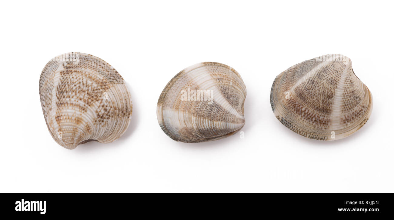 Tre le vongole isolati su sfondo bianco Foto Stock
