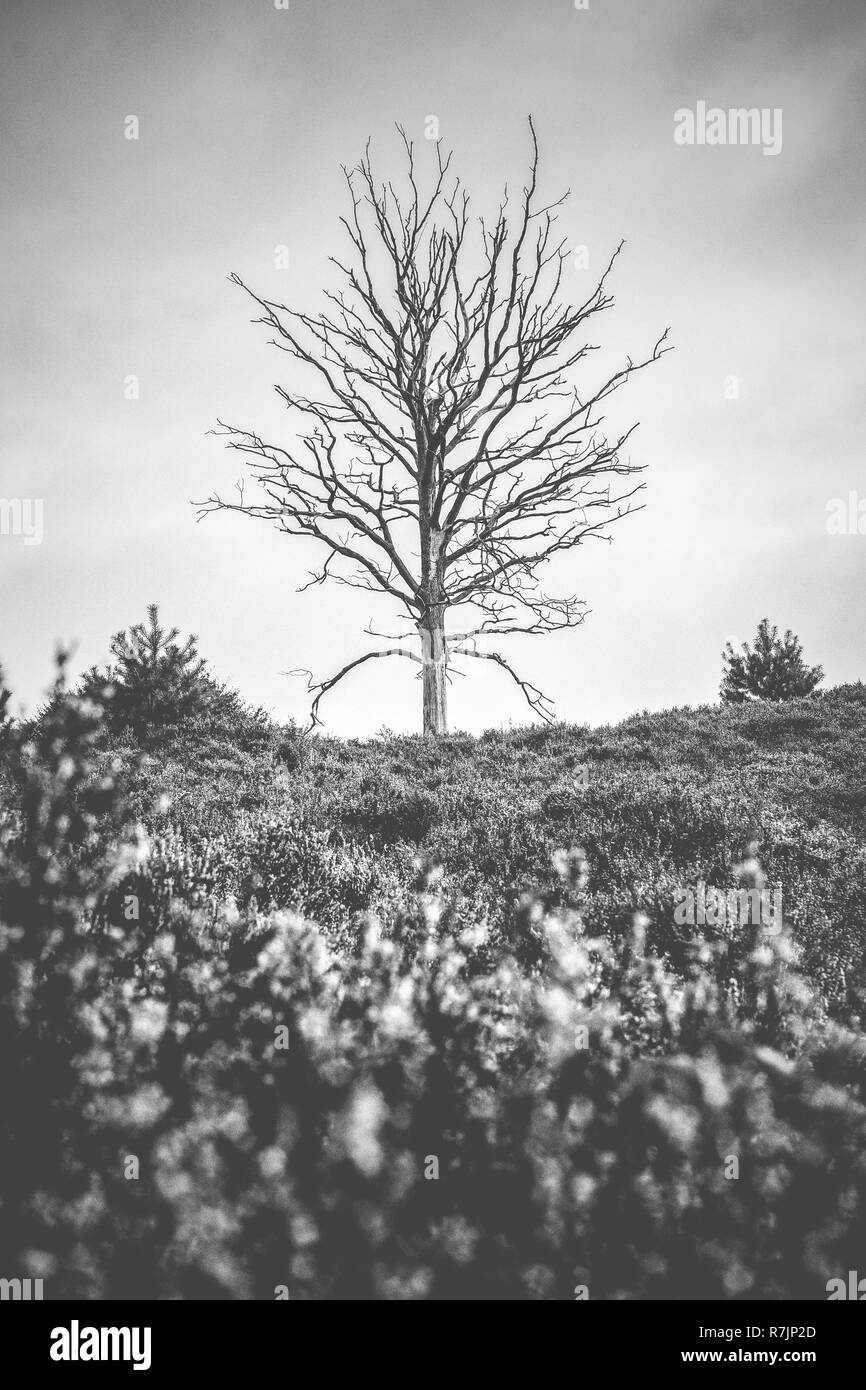 Blooming heather campi nei Paesi Bassi con albero morto giacente nel paesaggio, Veluwe National Park, Paesi Bassi. Foto Stock