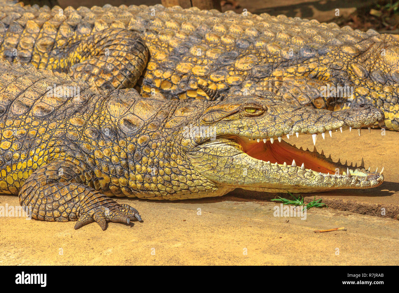 Vista dettagliata del coccodrillo africano specie Crocodylus niloticus, con la bocca aperta a iSimangaliso Wetland Park in St Lucia Estuary, Sud Africa. Foto Stock