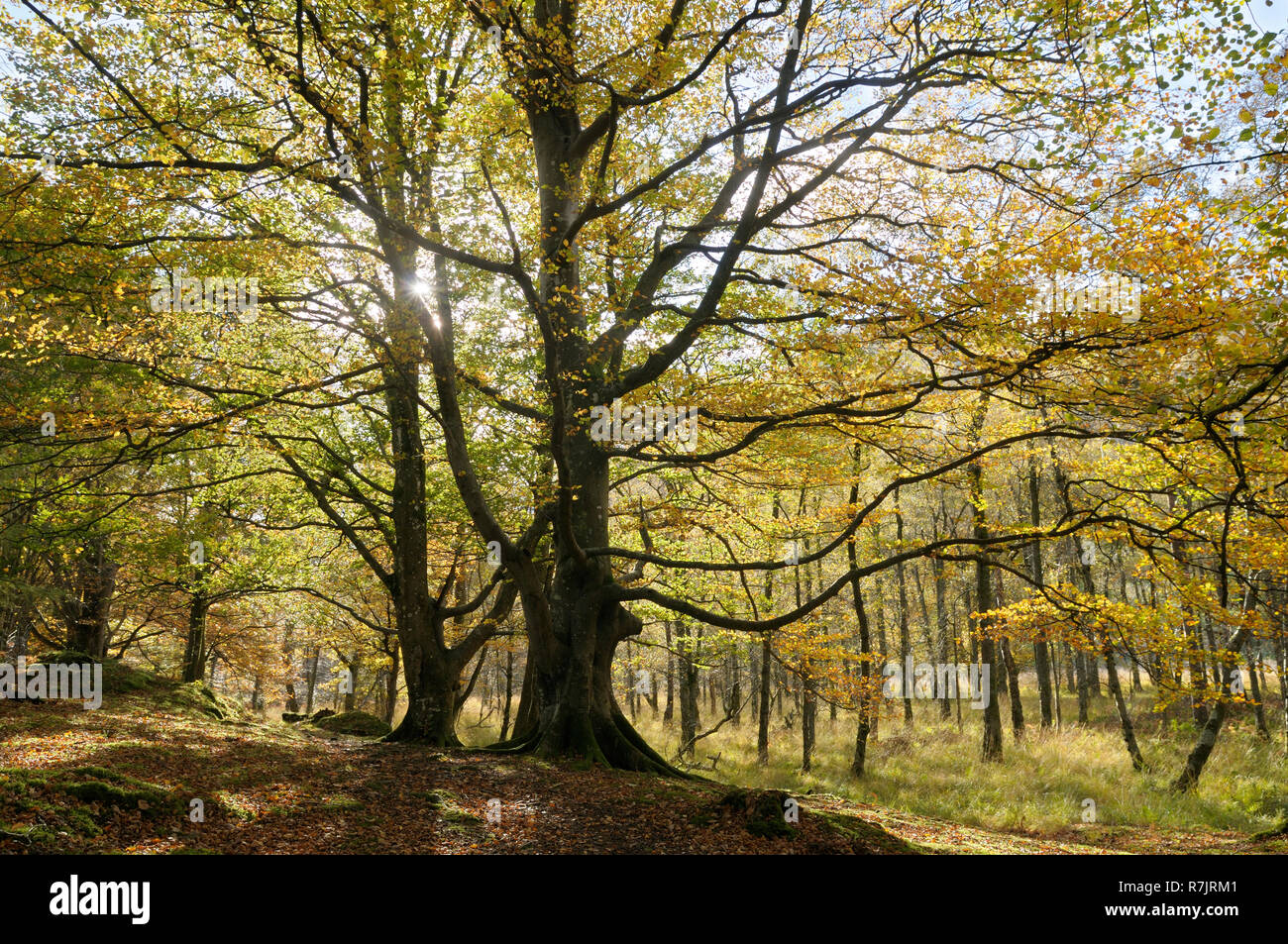 Faggi in autunno sunshine, Lake District, Keswick, Cumbria, England, Regno Unito Foto Stock