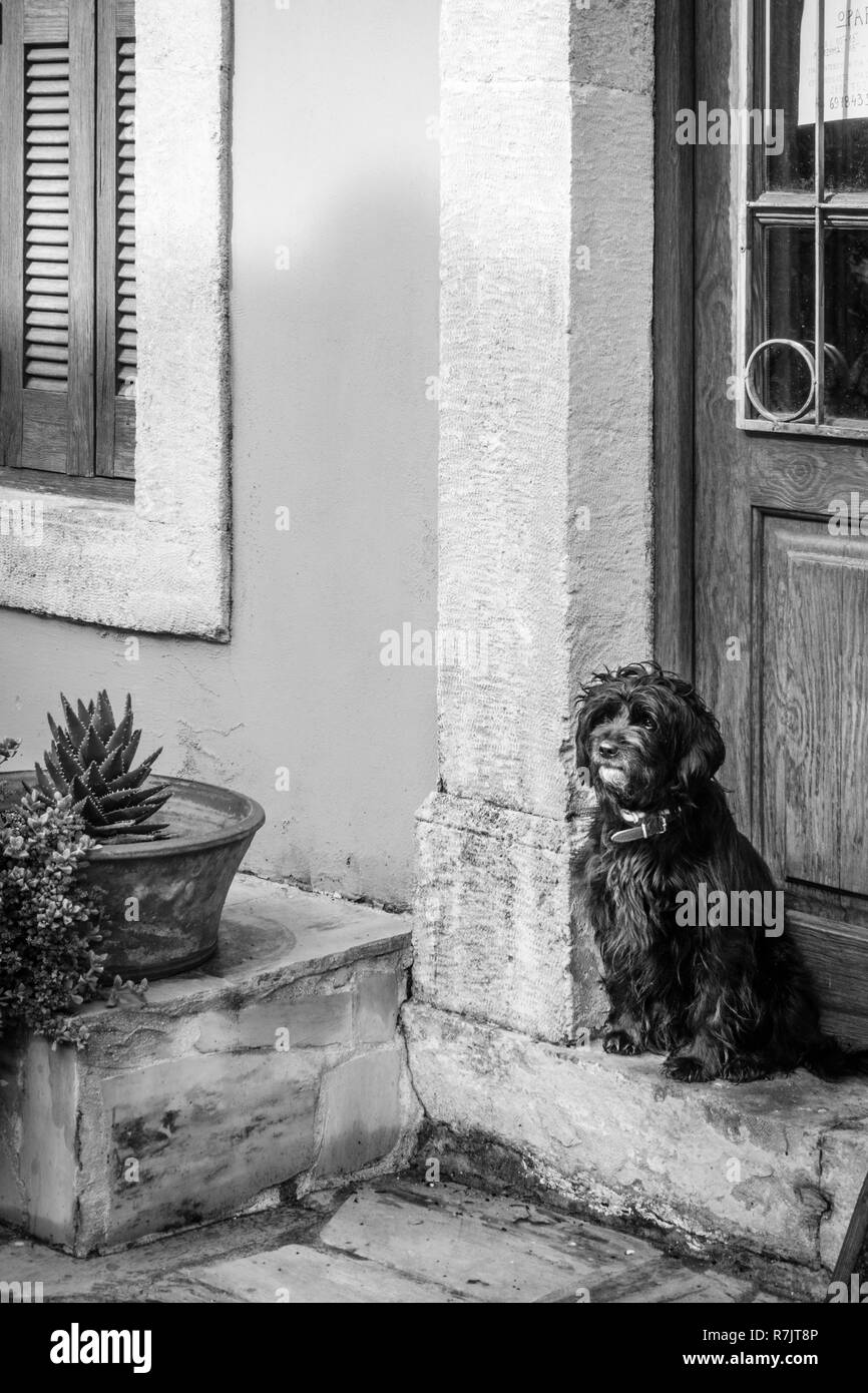 Dog sitter su ingresso di casa; Creta; Grecia Foto Stock