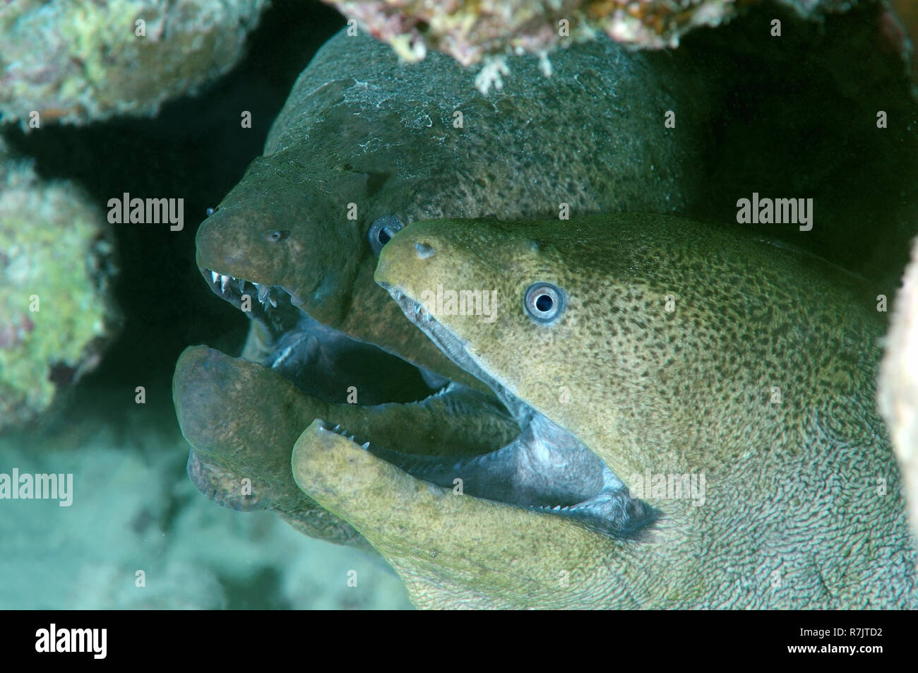 Le murene giganti (Gymnothorax javanicus), Mar Rosso, Egitto Foto Stock