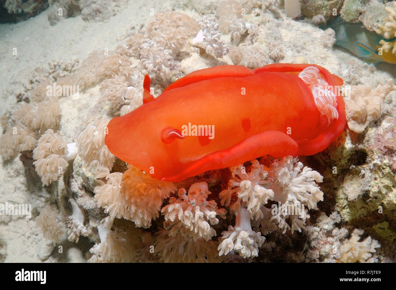 Ballerino spagnolo (Hexabranchus sanguineus) nudibranch, Mar Rosso, Egitto Foto Stock