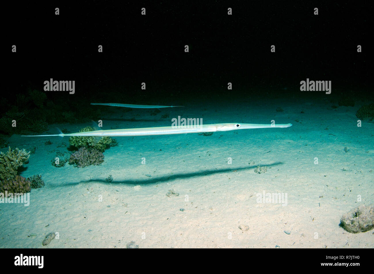 Trumpetfish (Aulostomus chinensis), Mar Rosso, Egitto Foto Stock